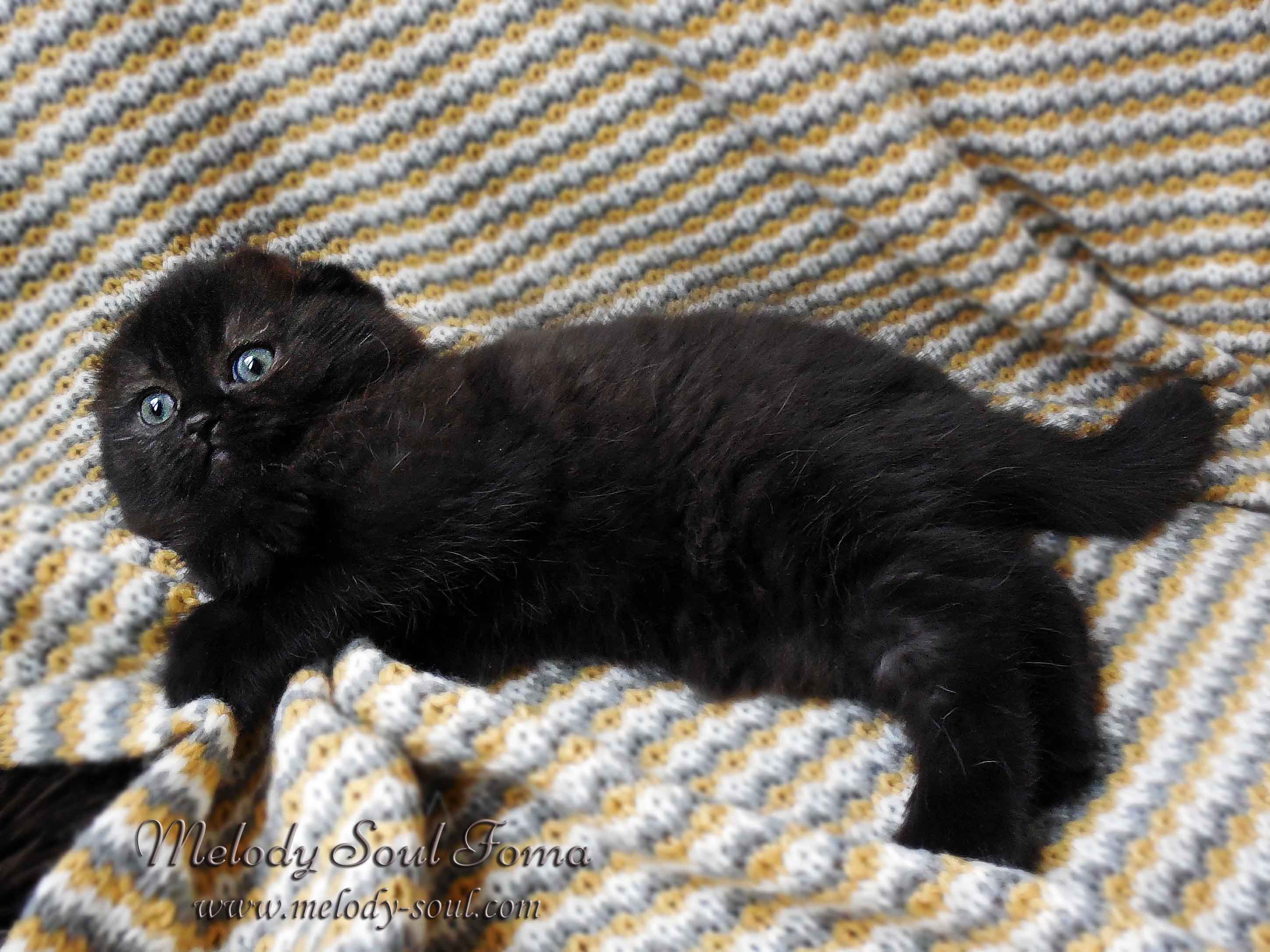 Шотландский вислоухий котенок купить