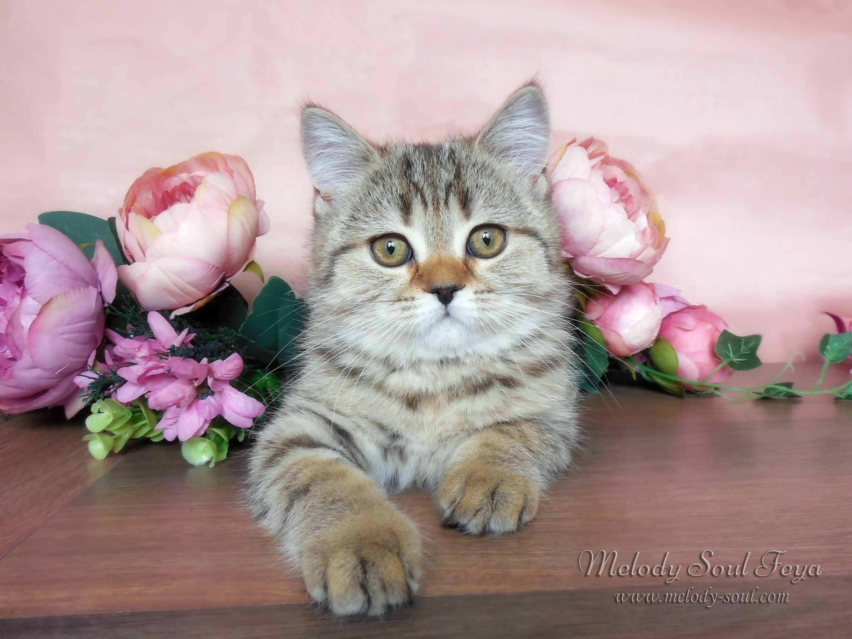 Шотландский котенок купить Казань