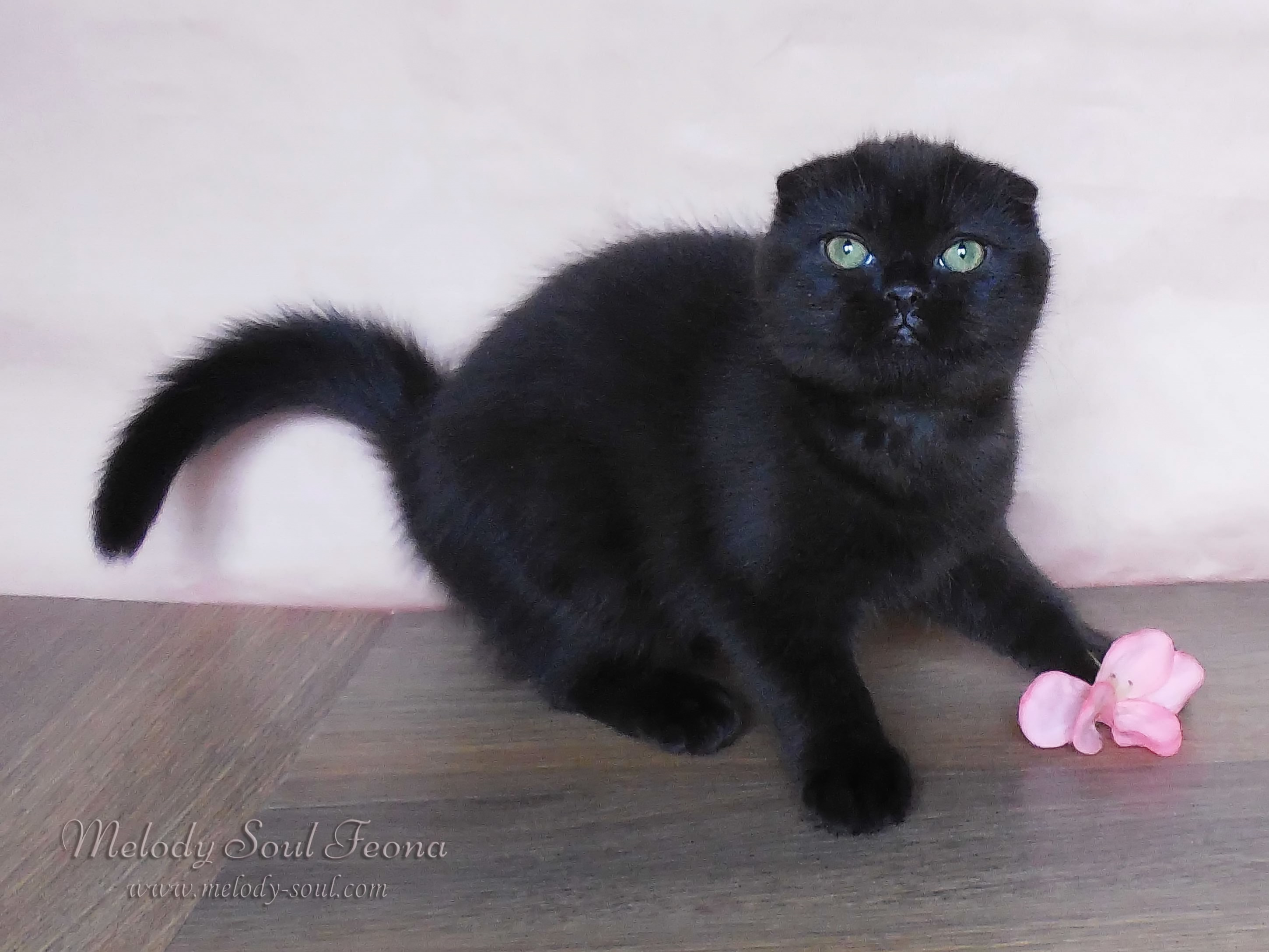 Черный вислоухий котенок купить