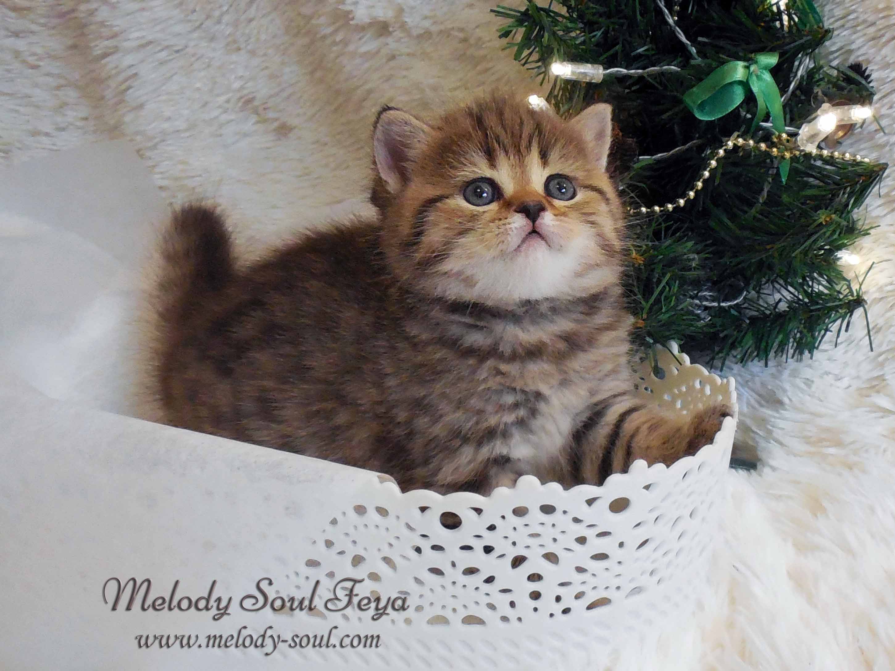 Шотландский короткошерстный котенок