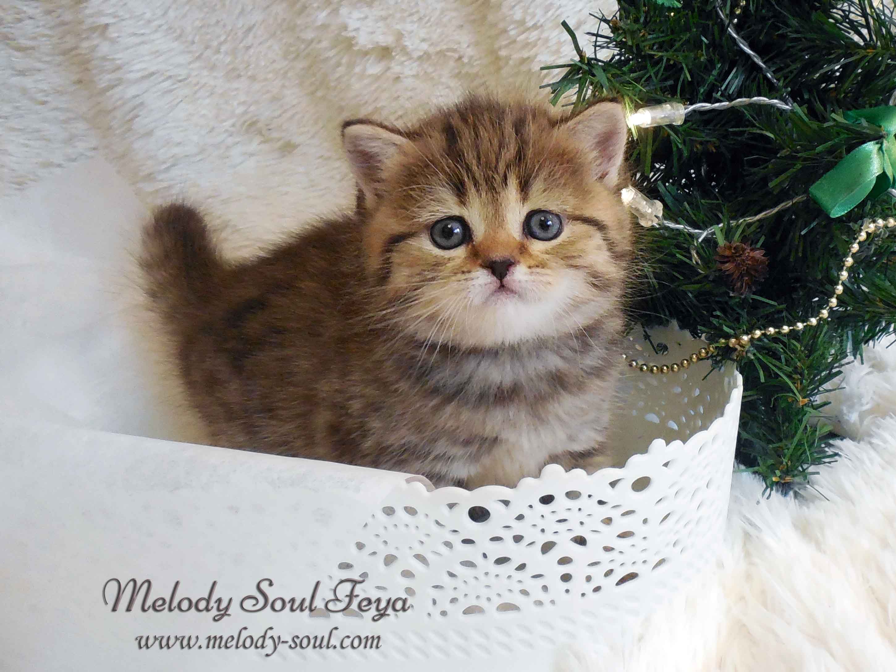 Шотландский короткошерстный котенок