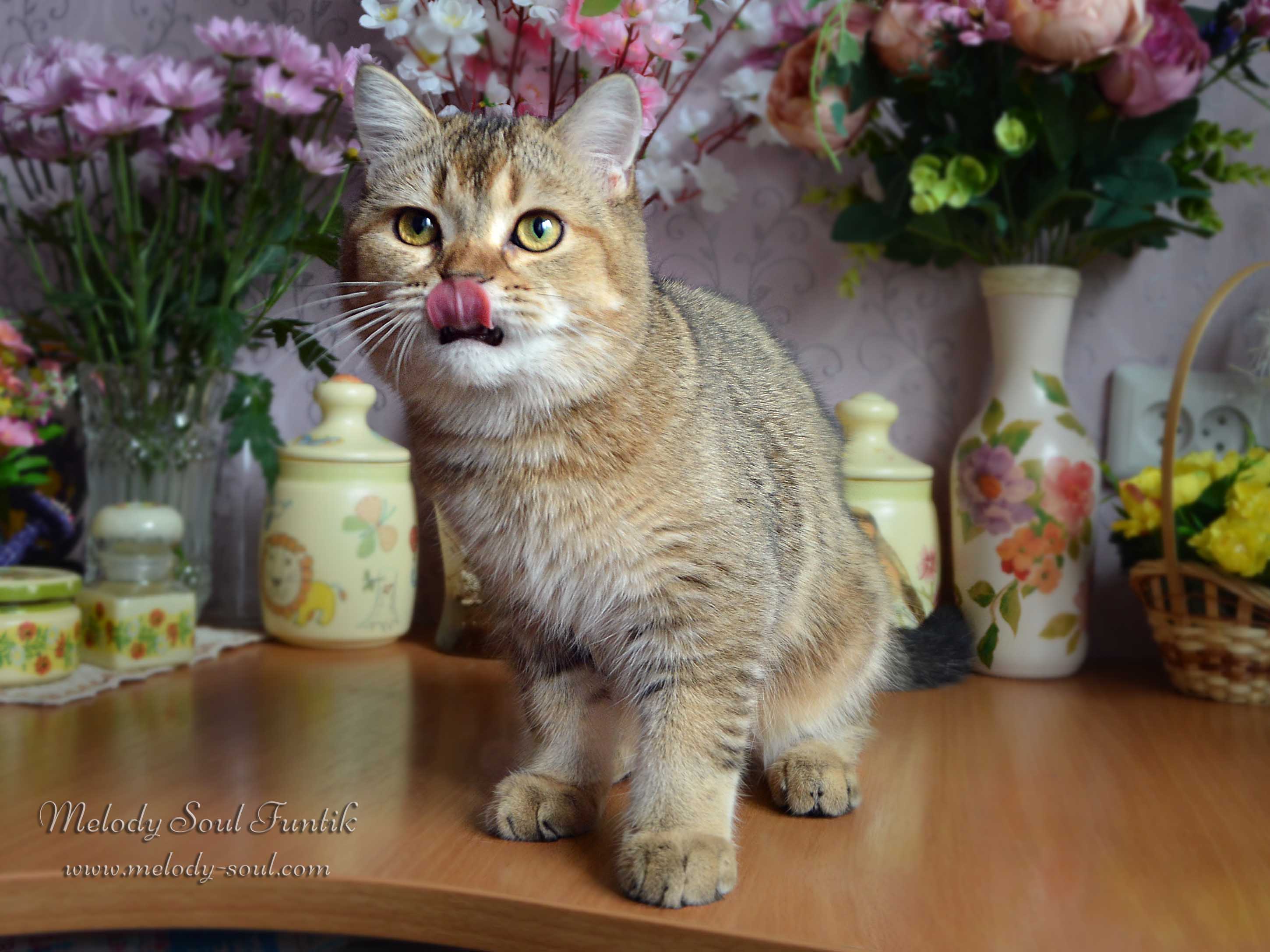 Шотландский котенок купить Казань