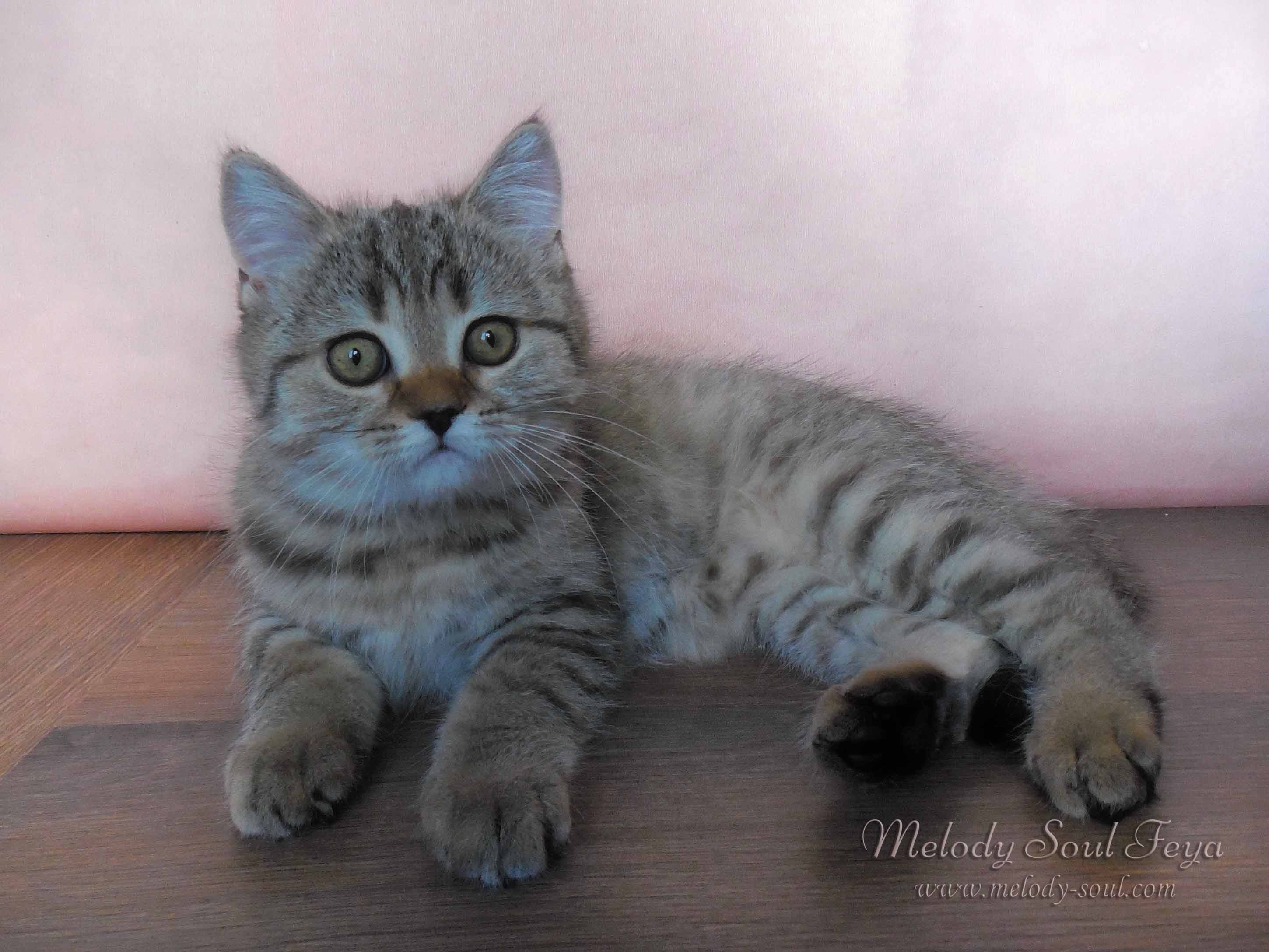 Шотландский котенок купить Казань