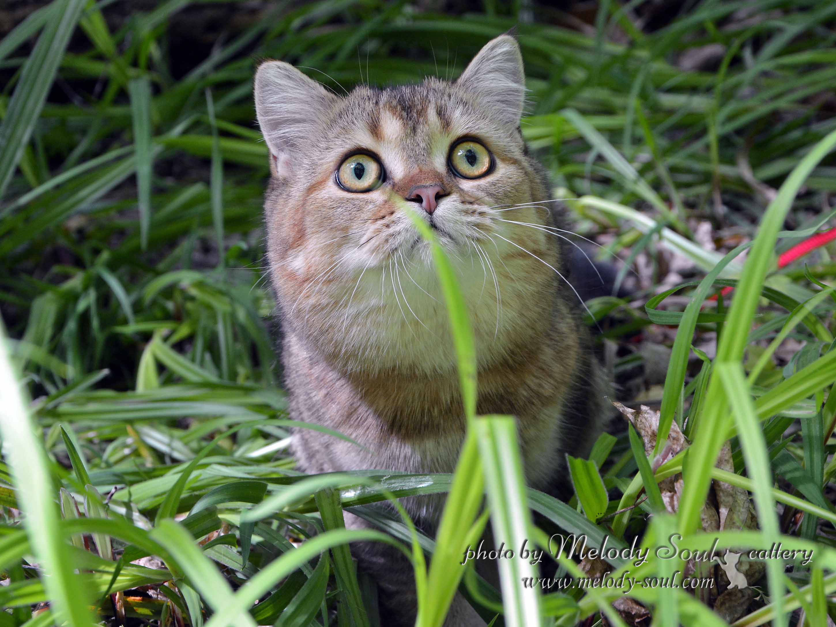 Скоттиш страйт купить