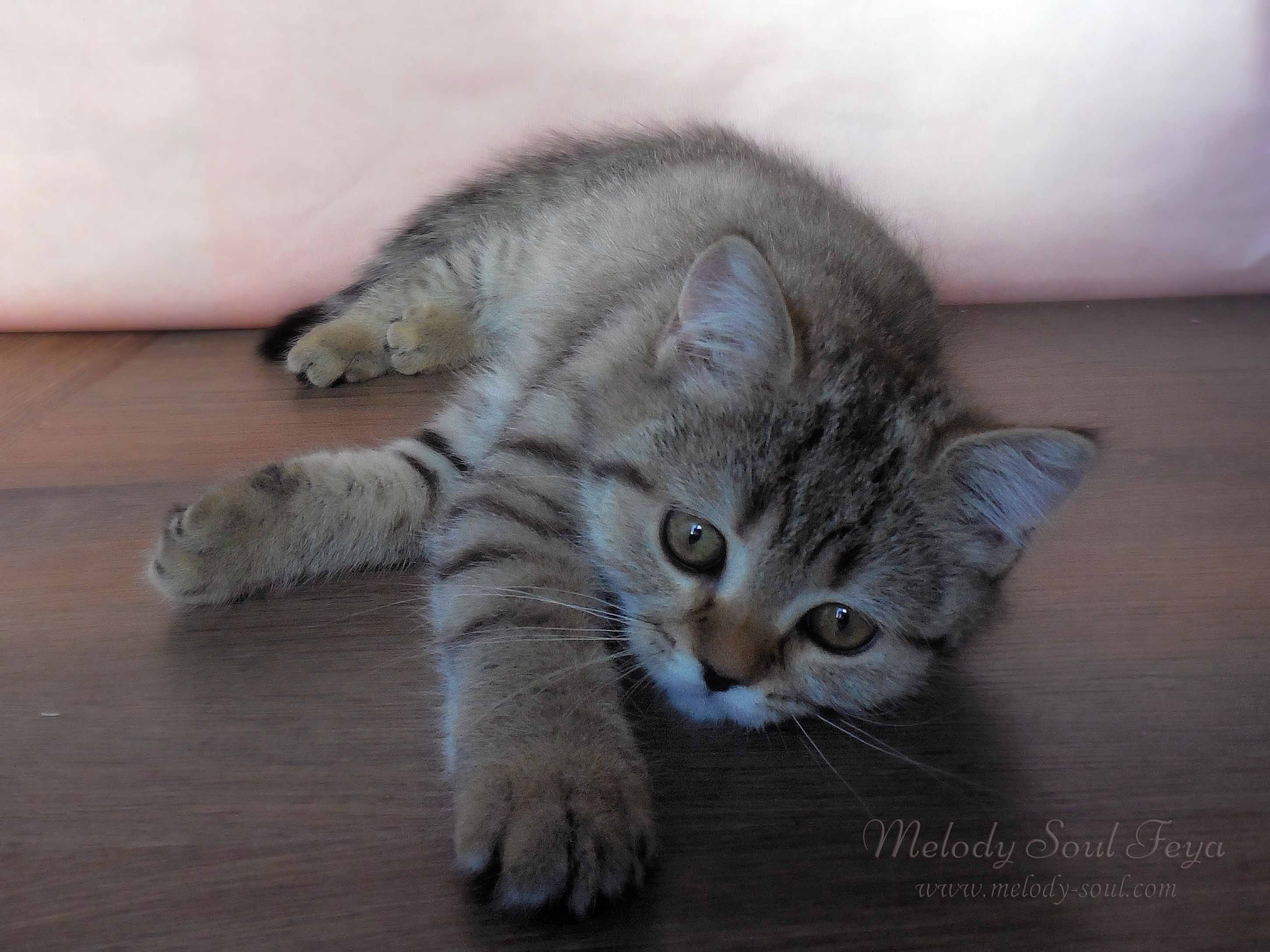 Шотландский котенок купить Казань