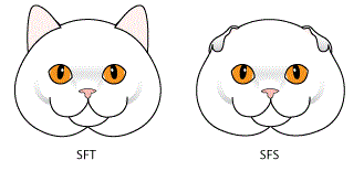 схема стандарт Scottish Straight, Scottish Fold