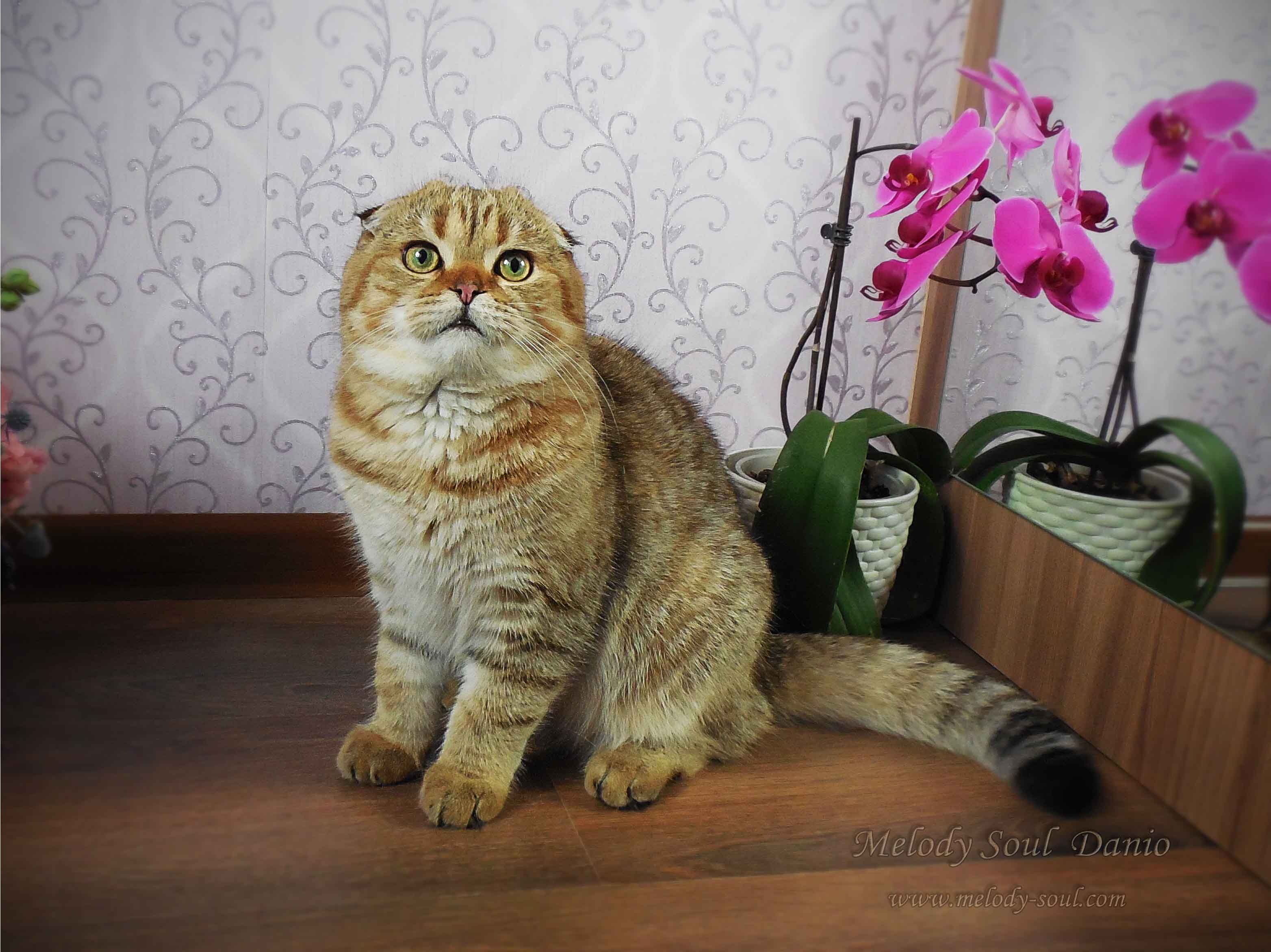 Шотландский вислоухий котик