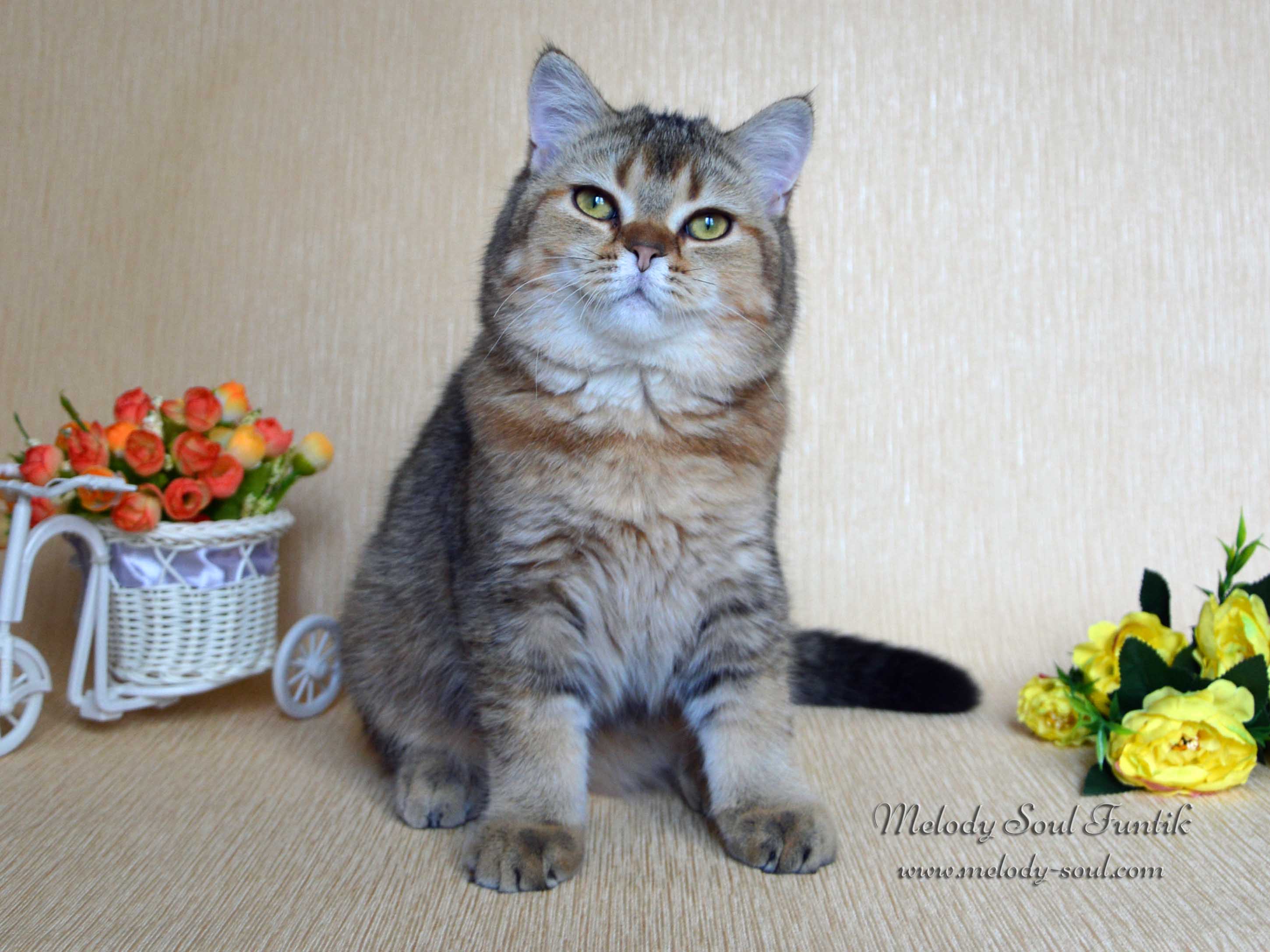 Шотландский котенок купить Казань