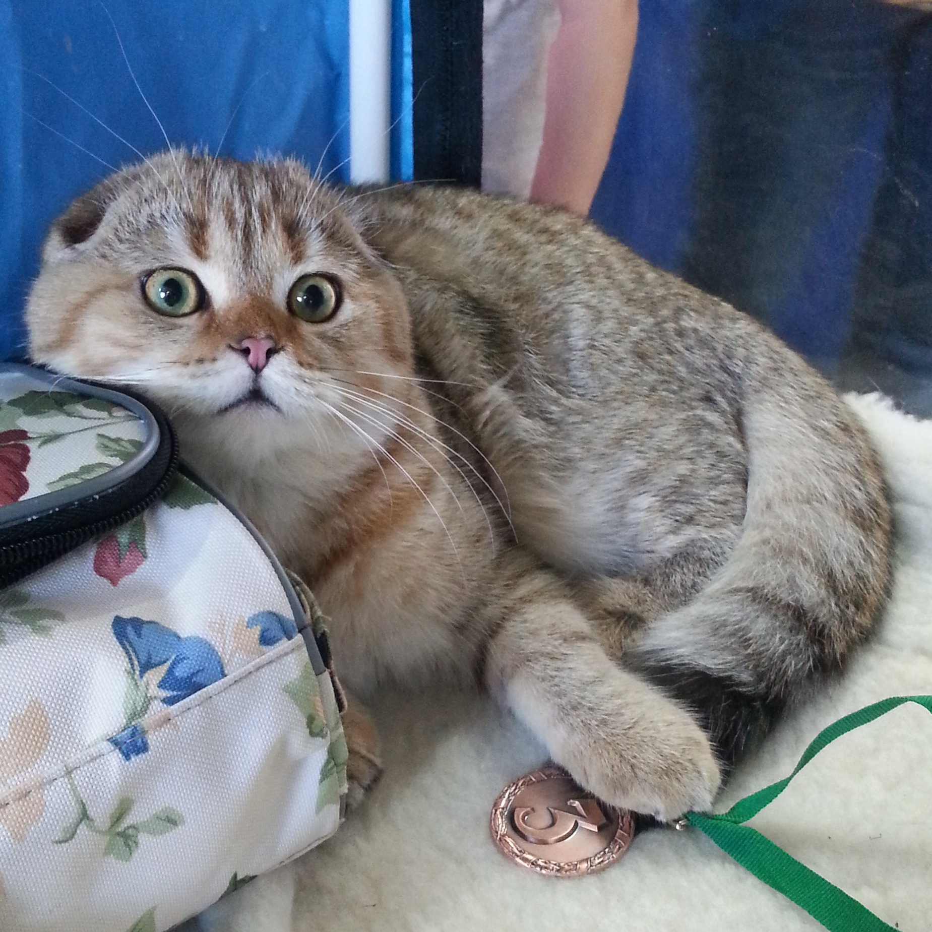 Шотландский вислоухий котик