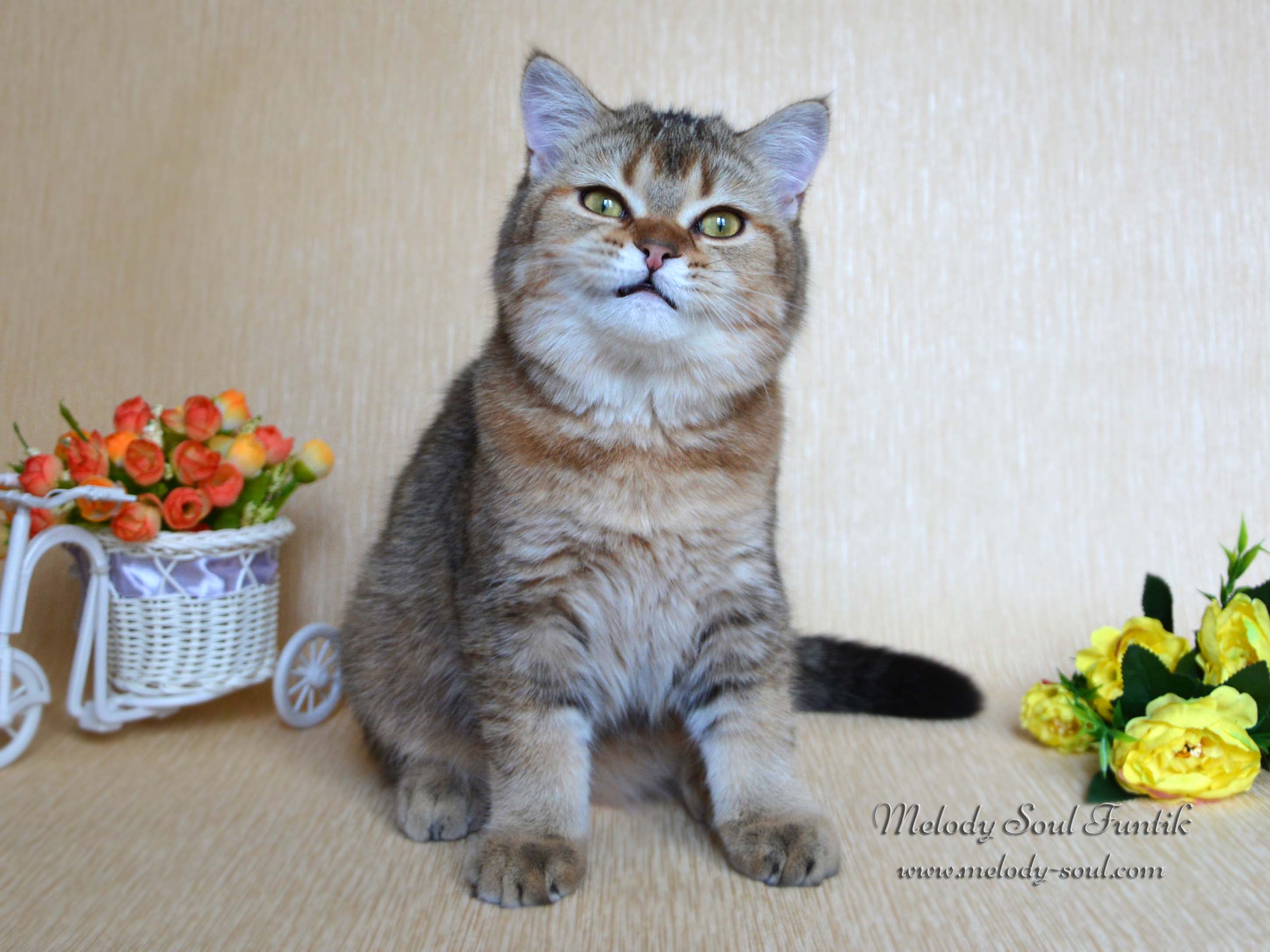 Шотландский котенок купить Казань