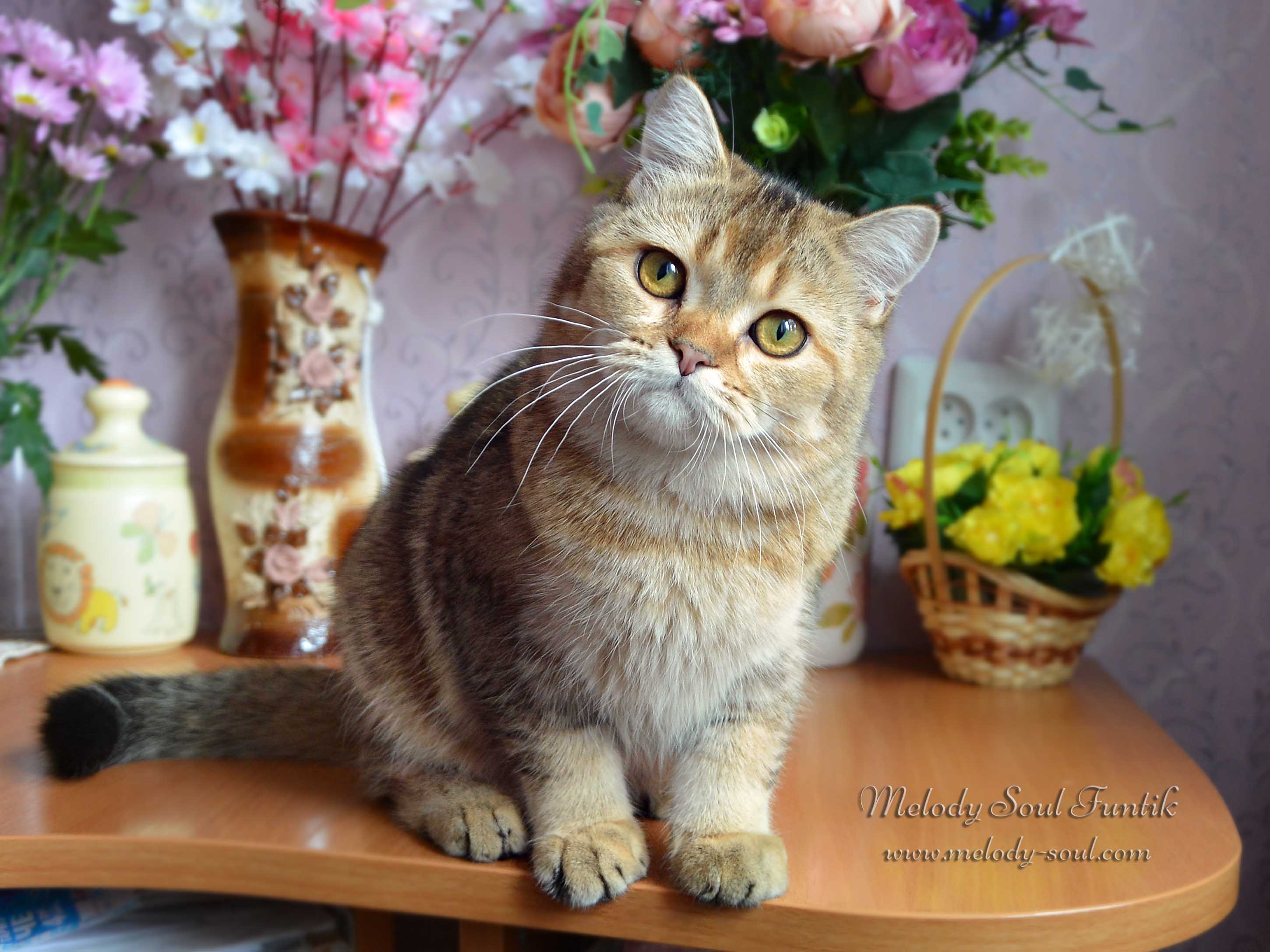 Шотландский котенок купить Казань