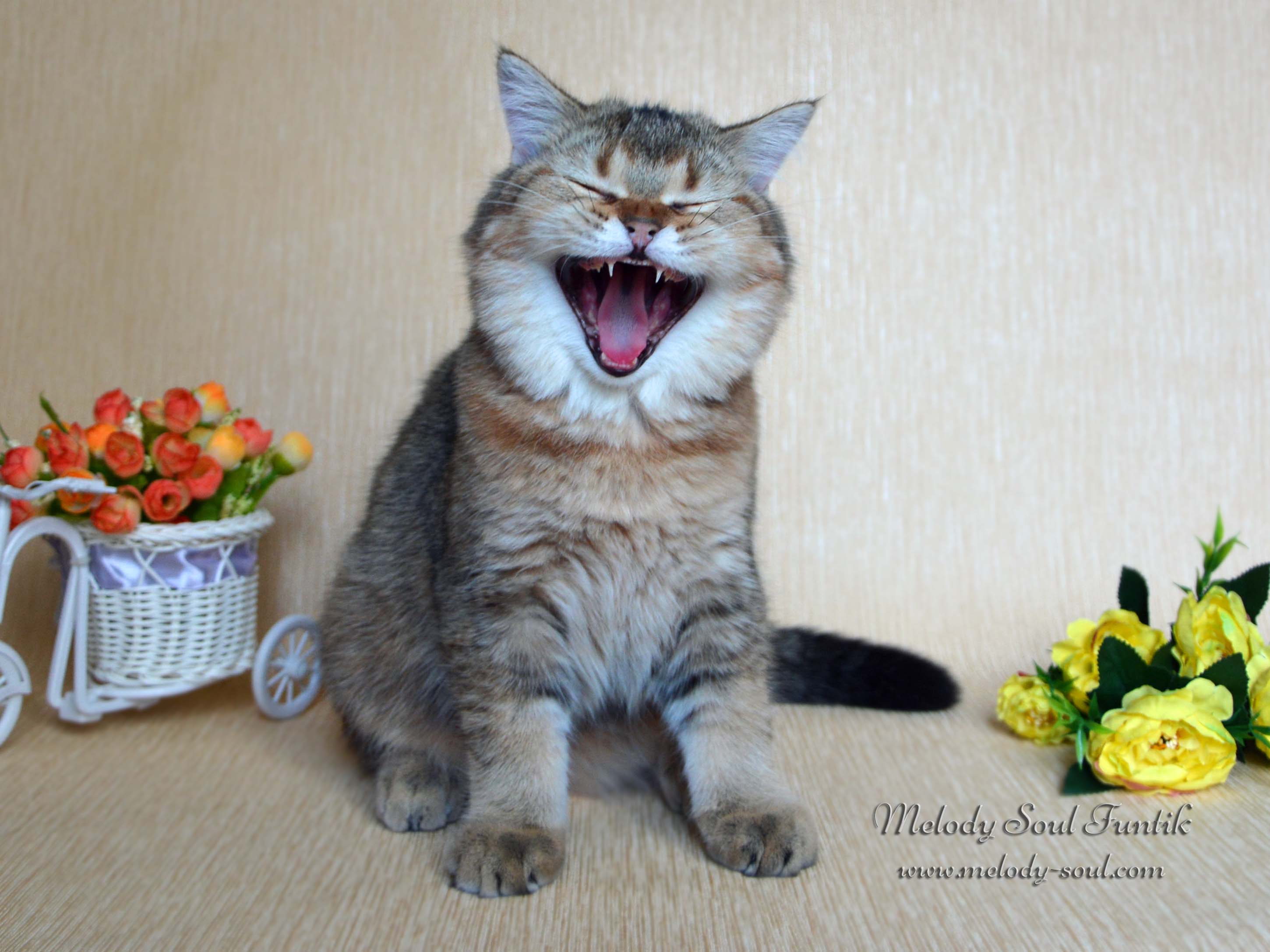 Шотландский котенок купить Казань