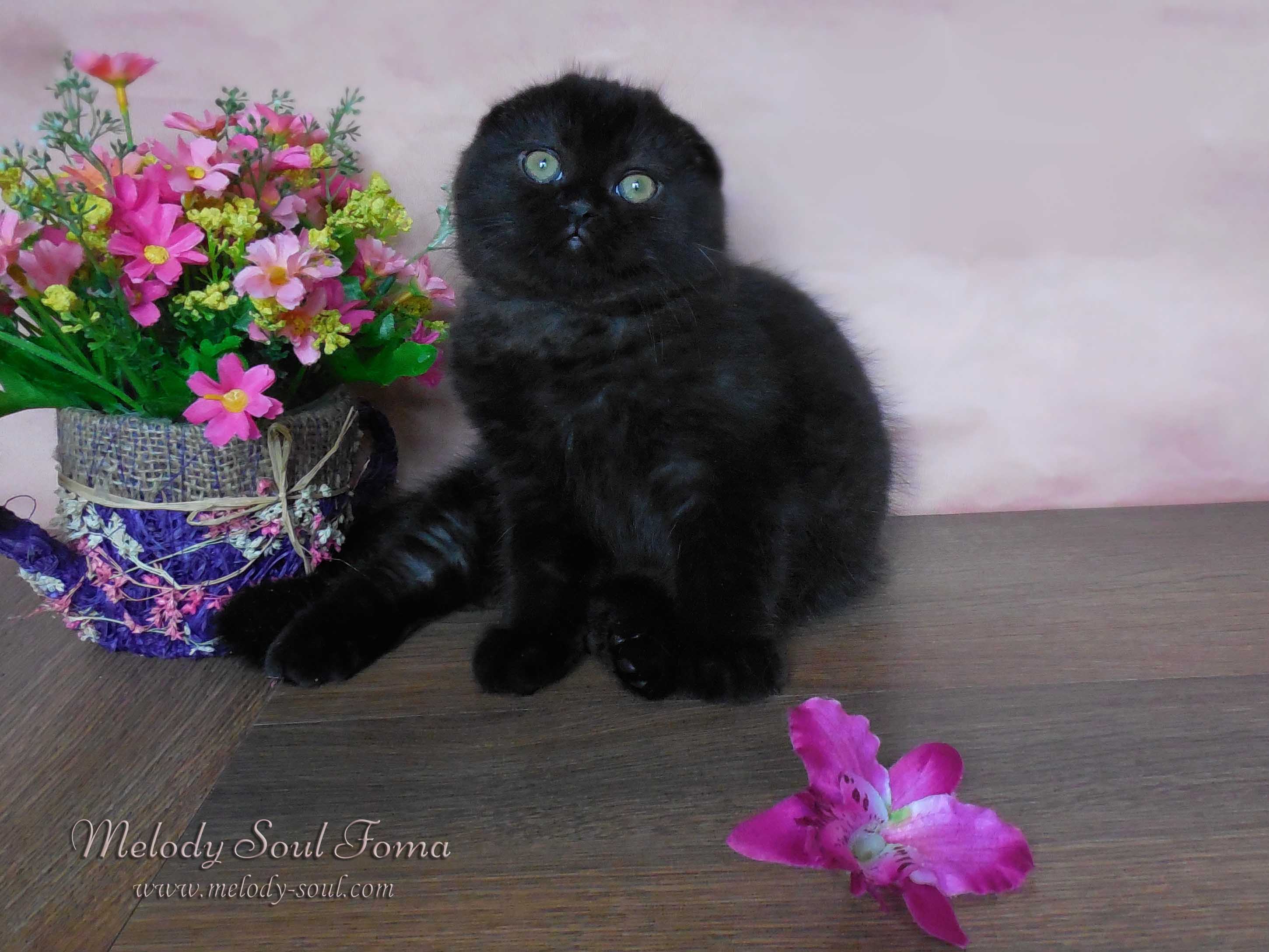 Черный вислоухий котенок купить