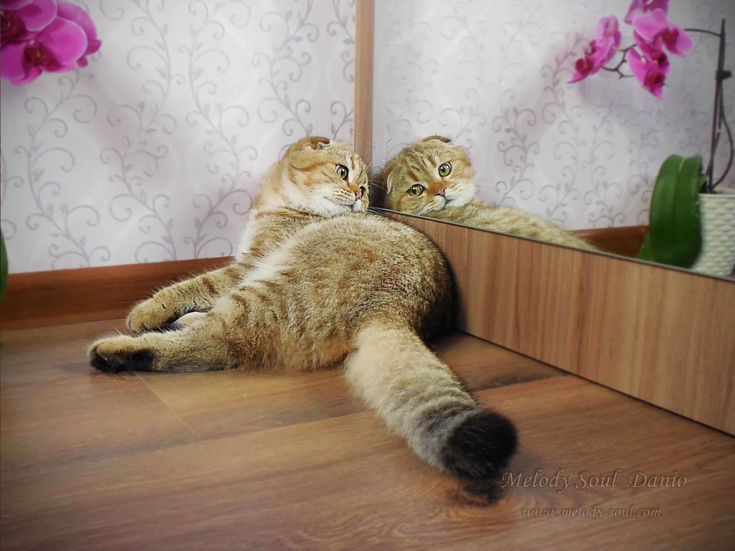 Шотландский вислоухий котик