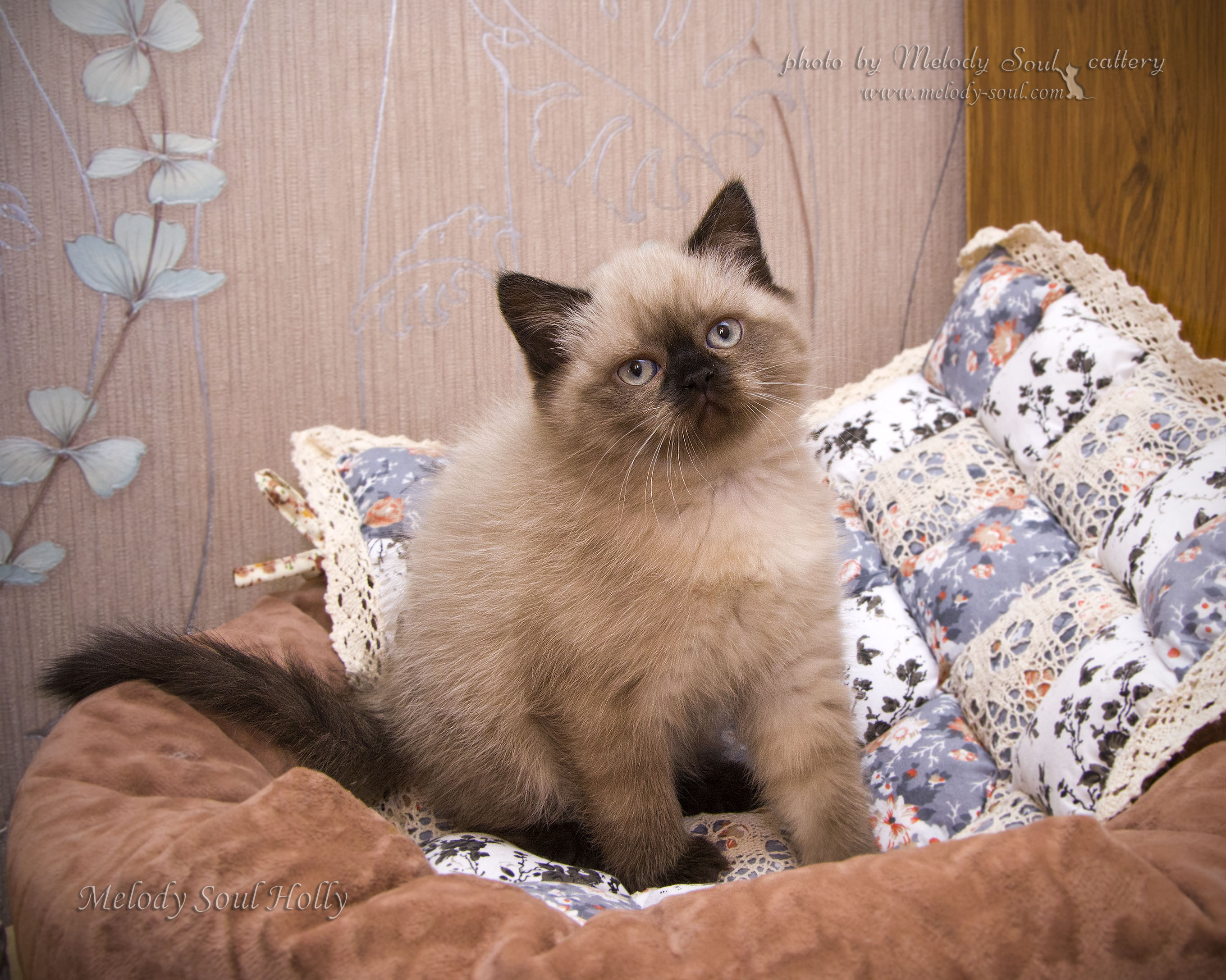 Шотландская прямоухая кошка
