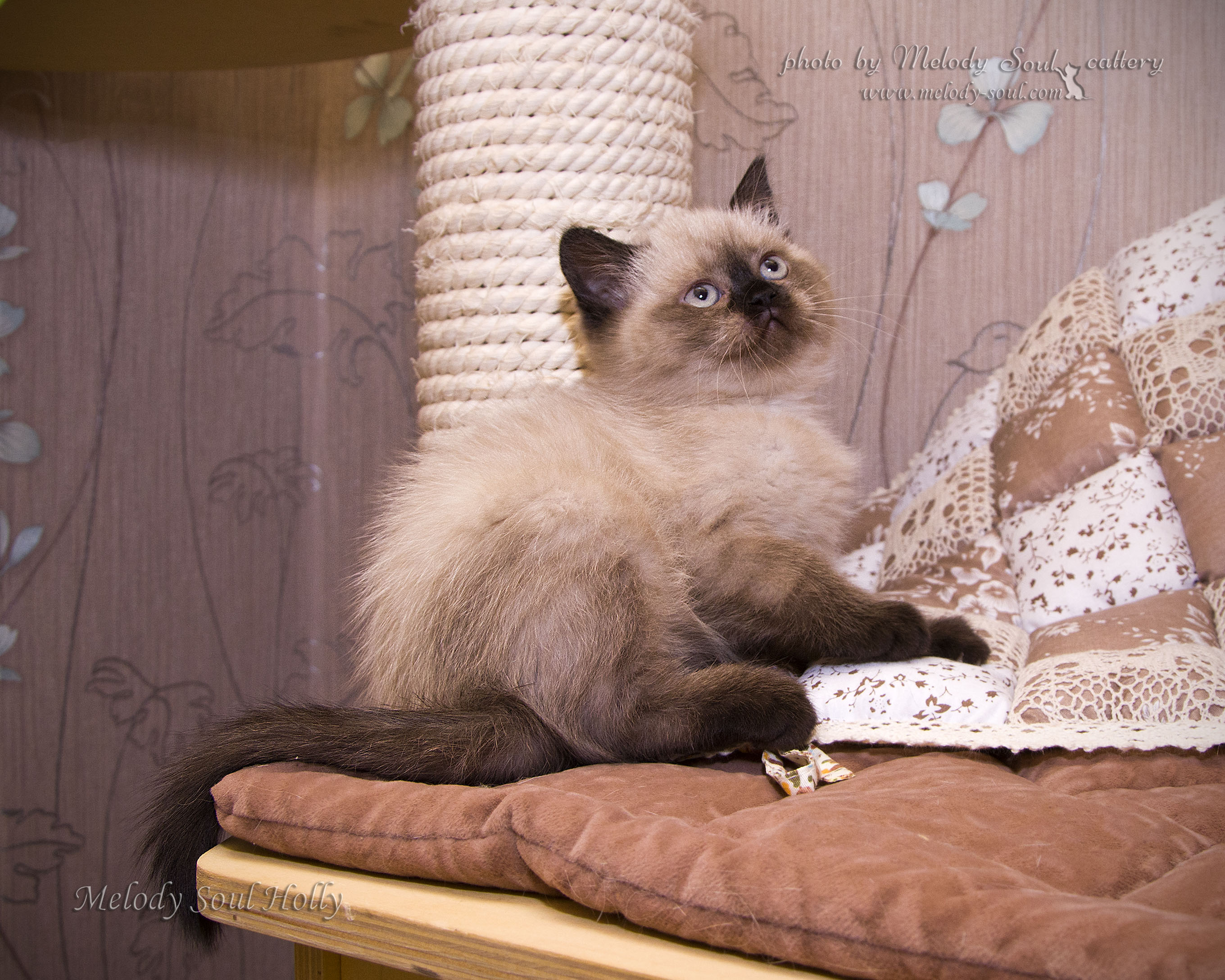 Шотландская прямоухая кошка