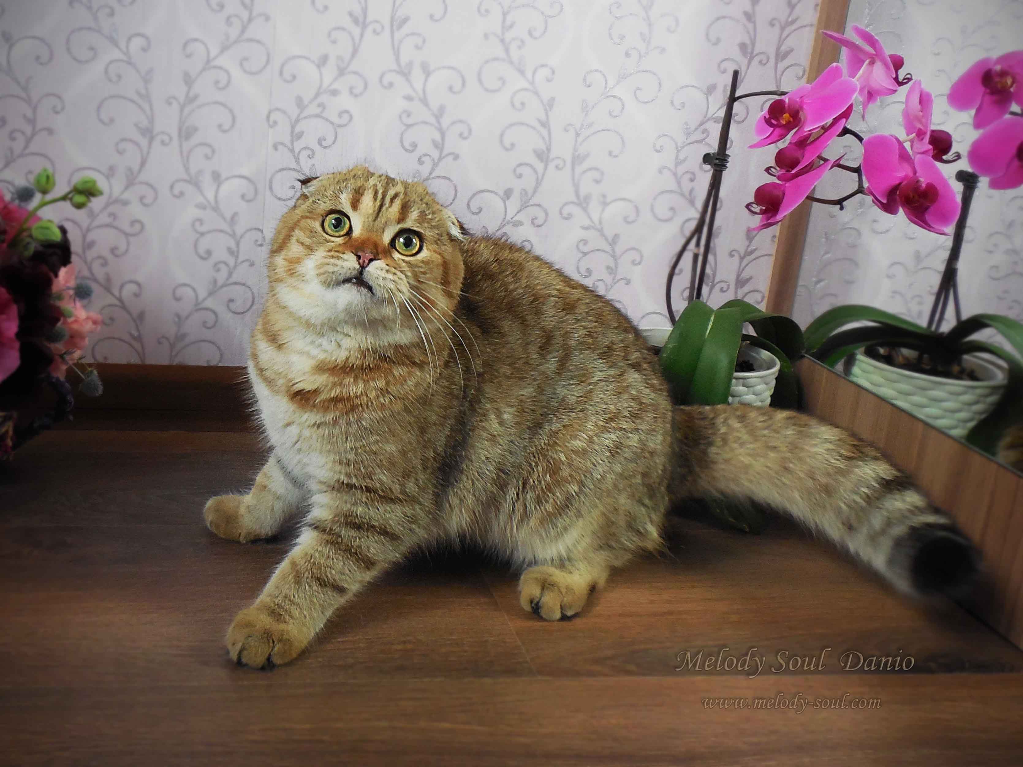 Шотландский вислоухий котик