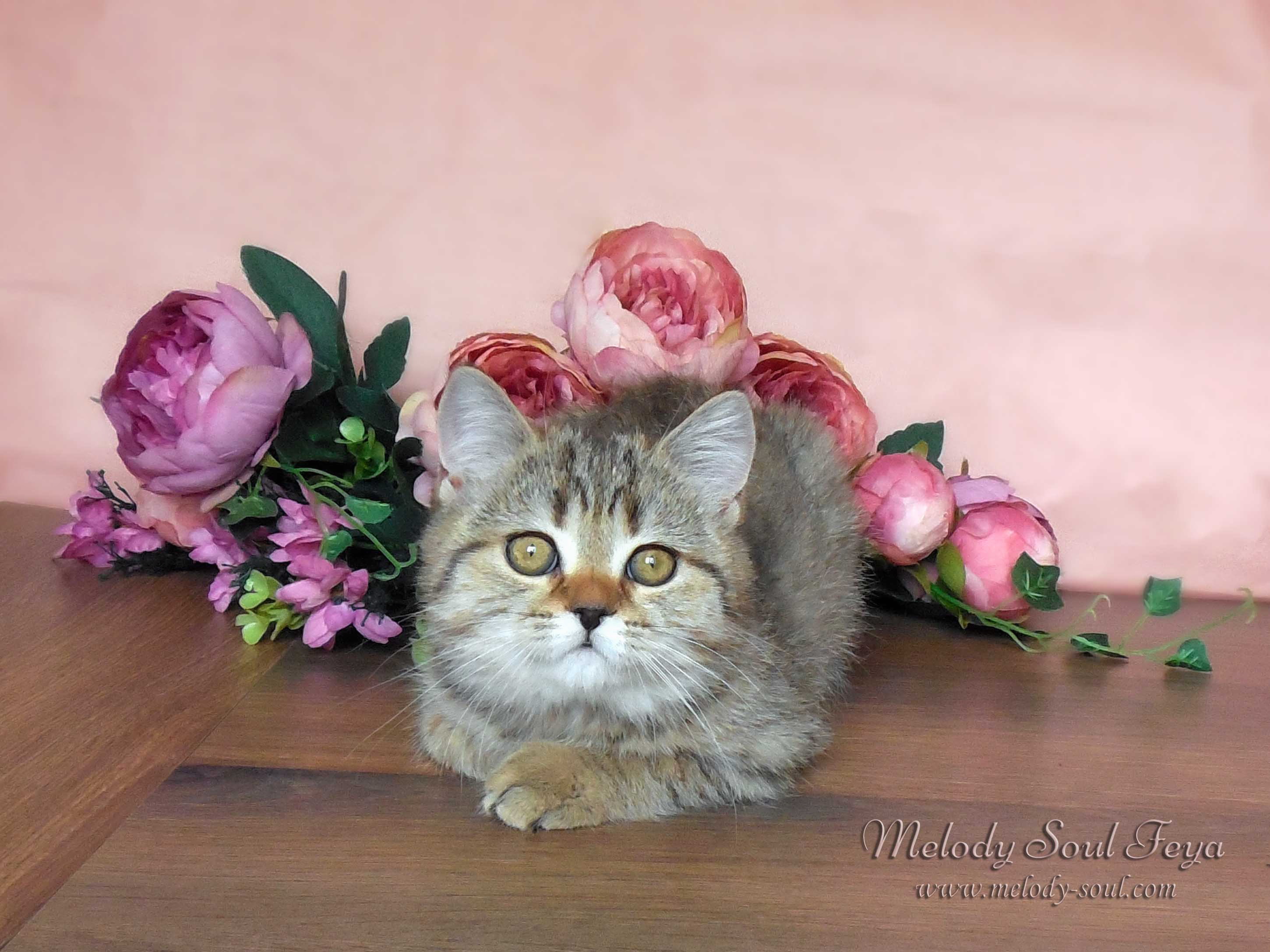Шотландский котенок купить Казань