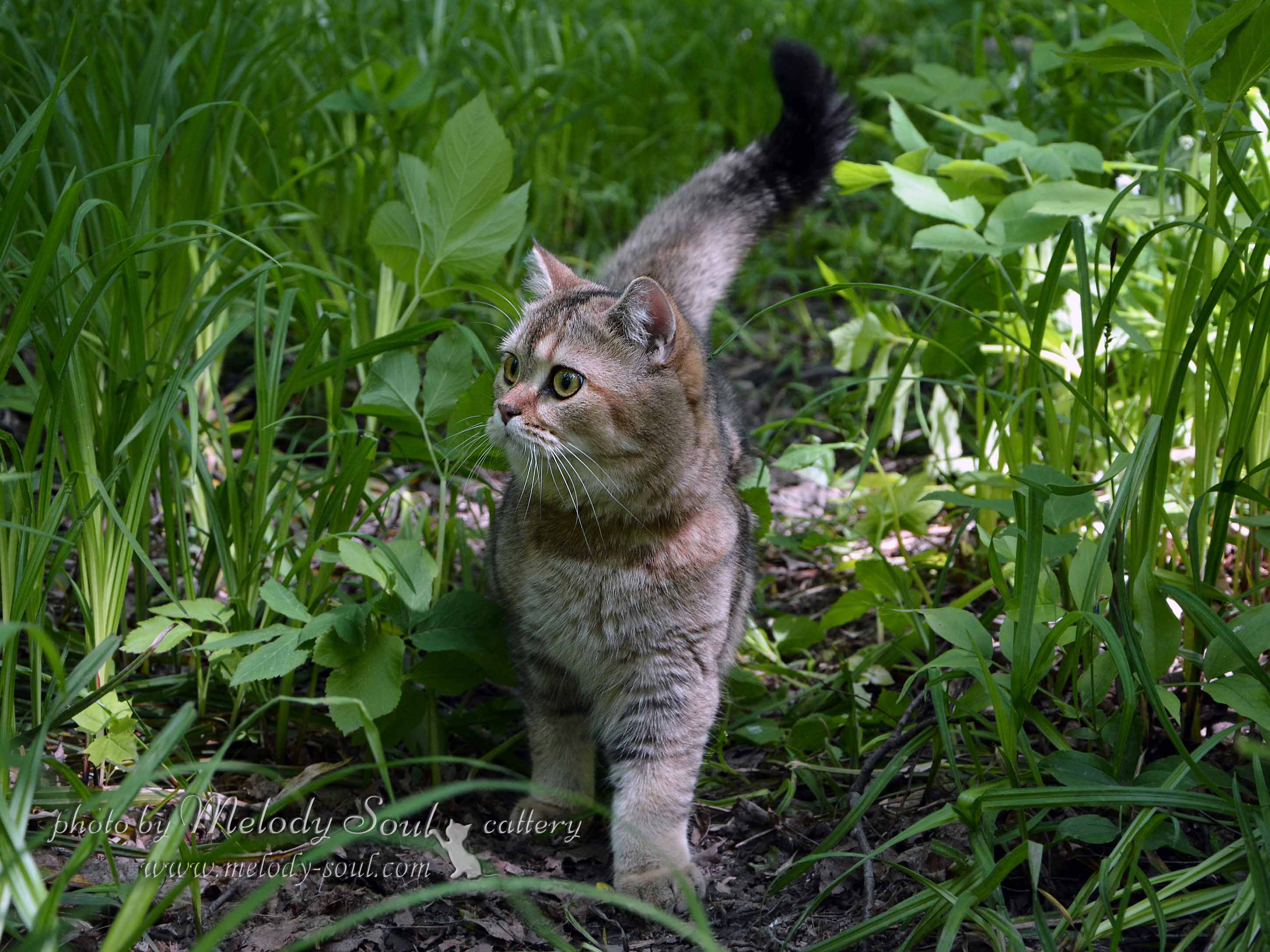 Скоттиш страйт купить