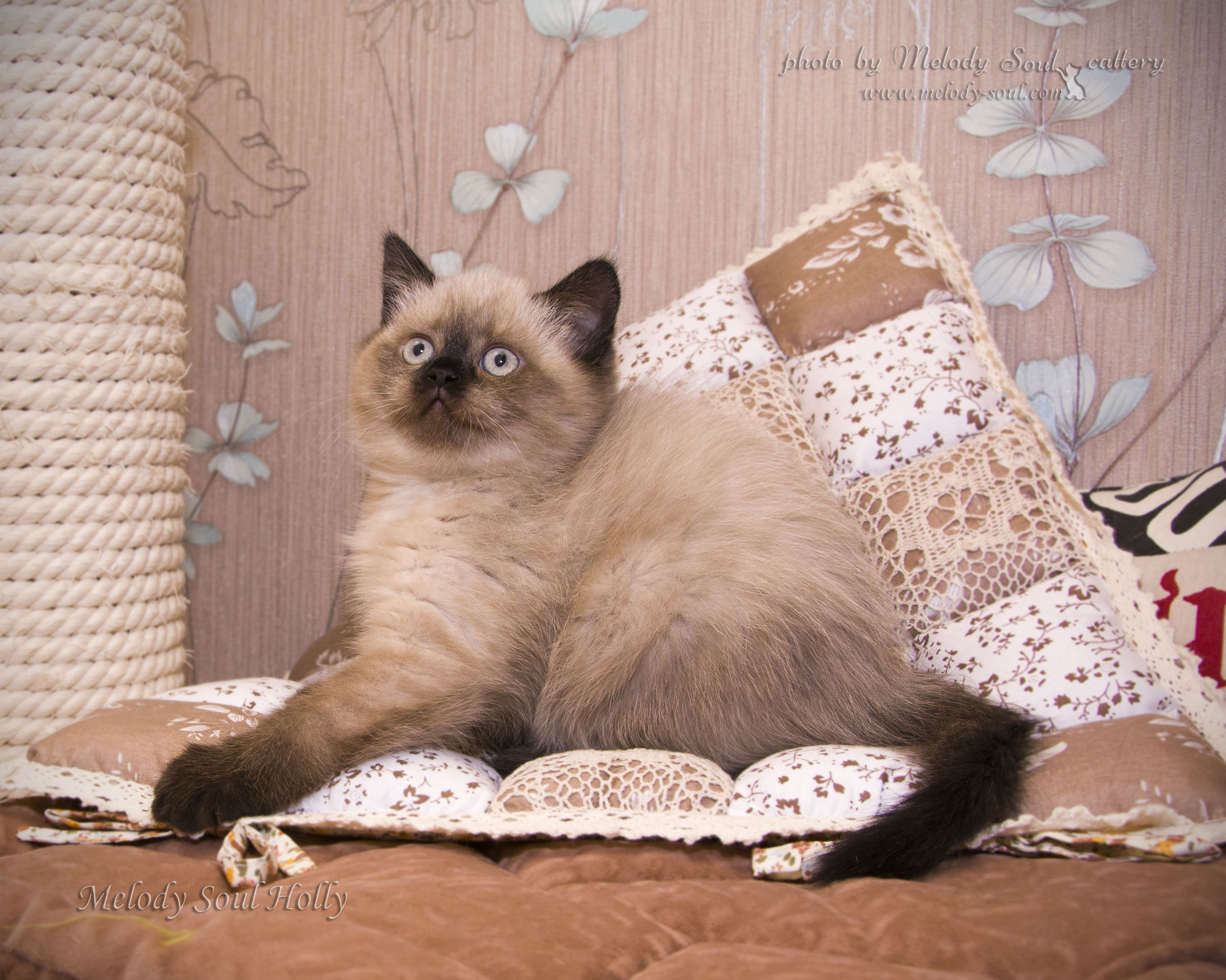 Шотландская прямоухая кошка