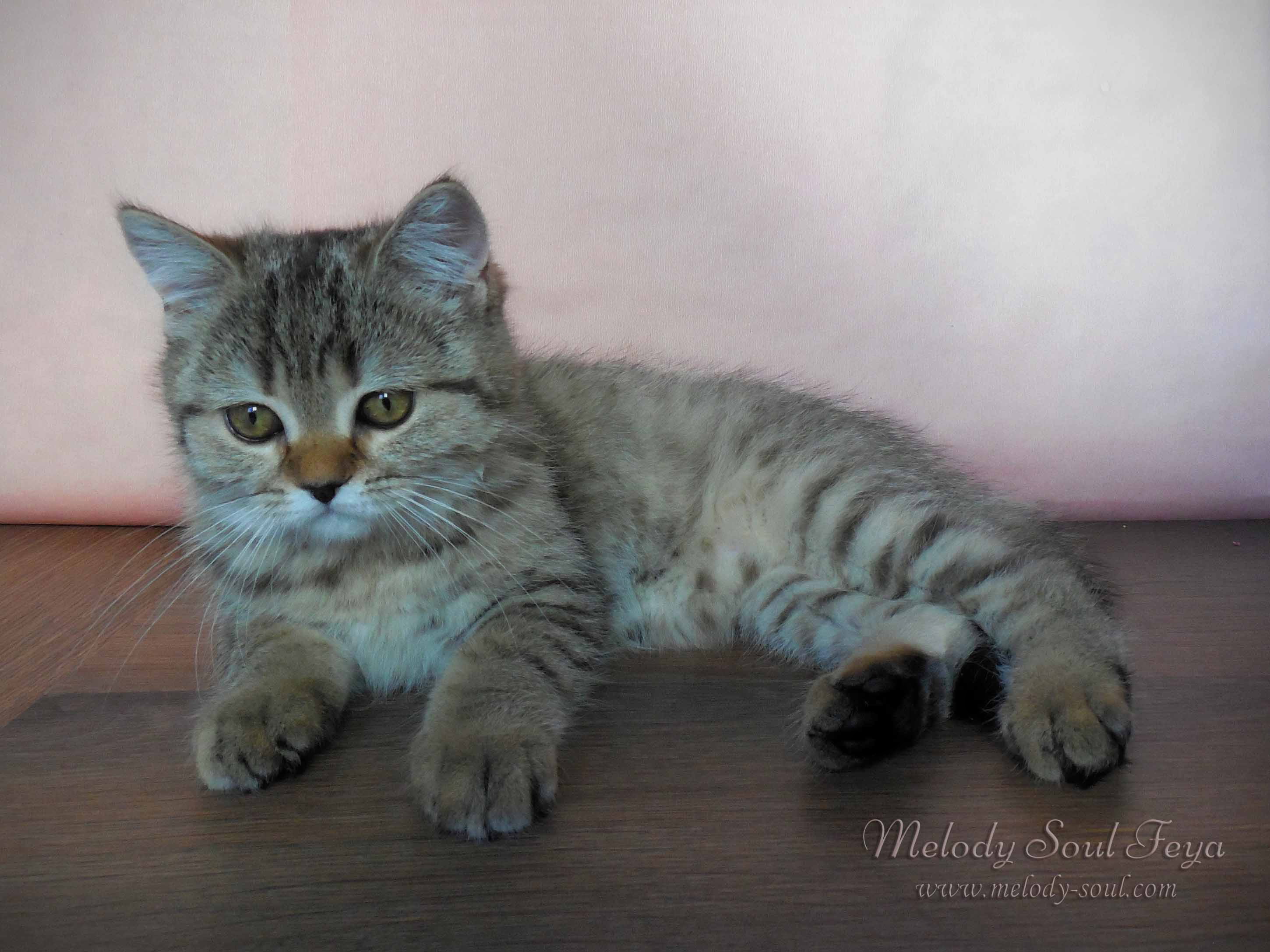 Шотландский котенок купить Казань