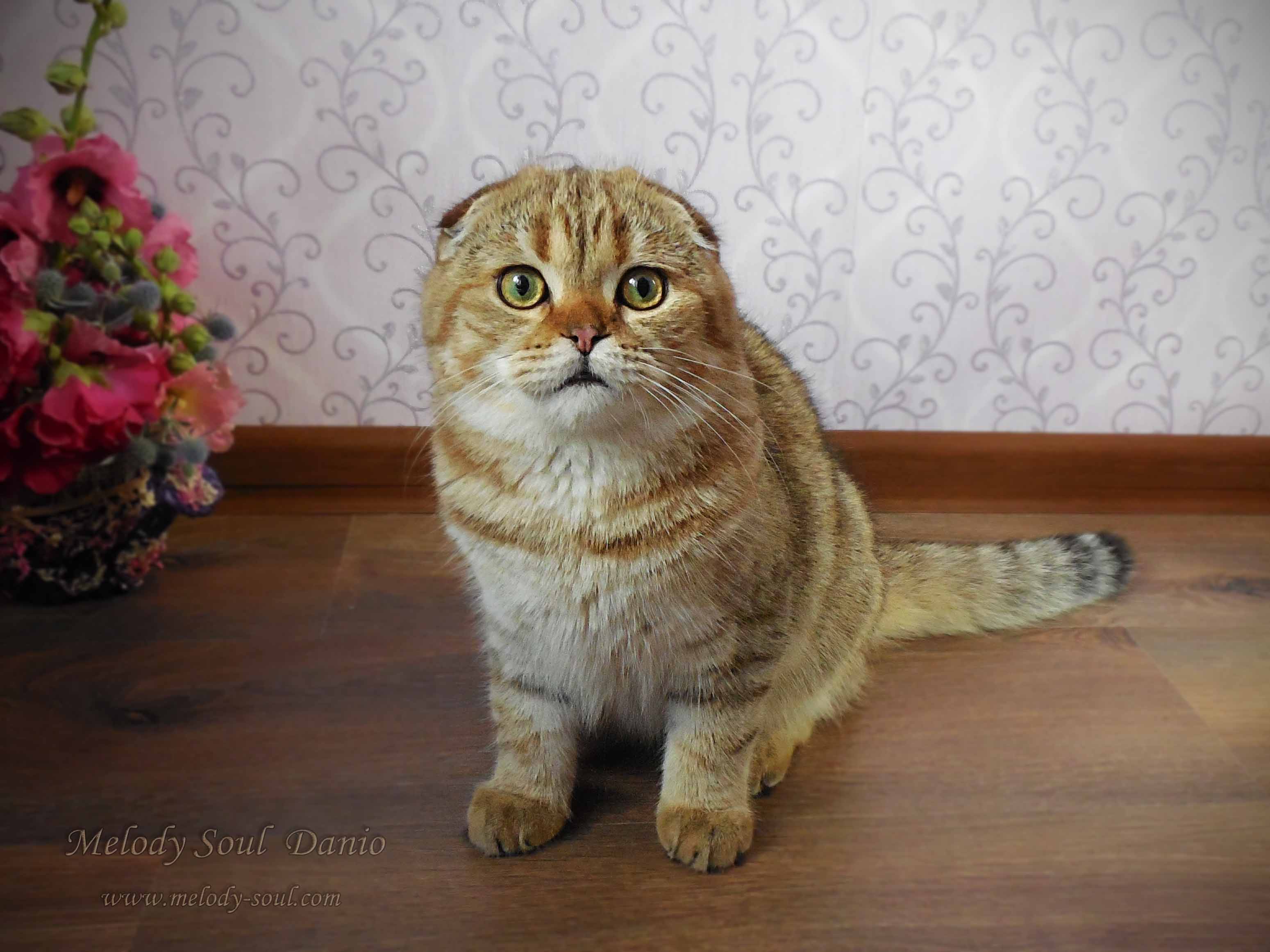 Шотландский вислоухий котик