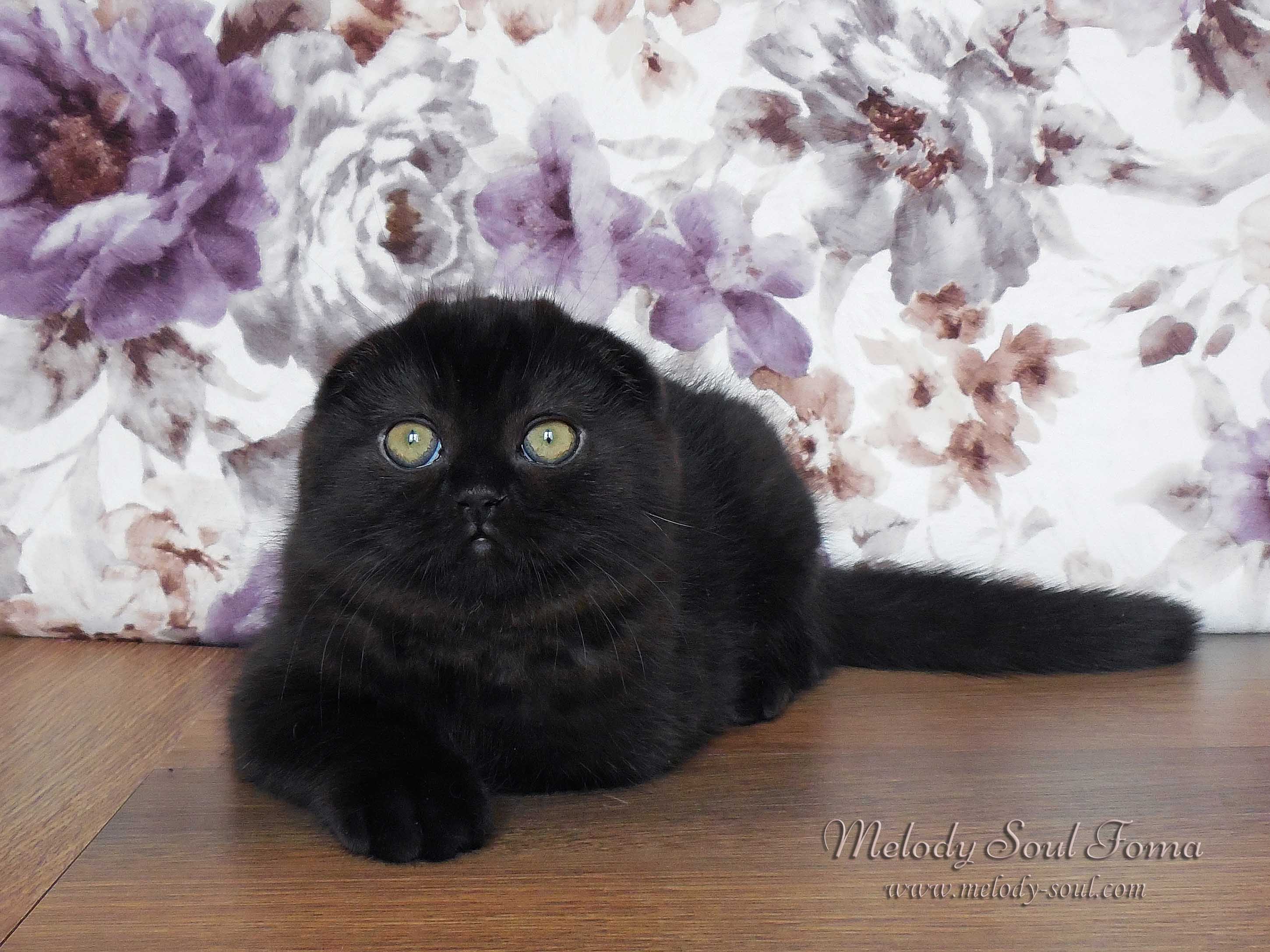 Черный вислоухий котенок купить