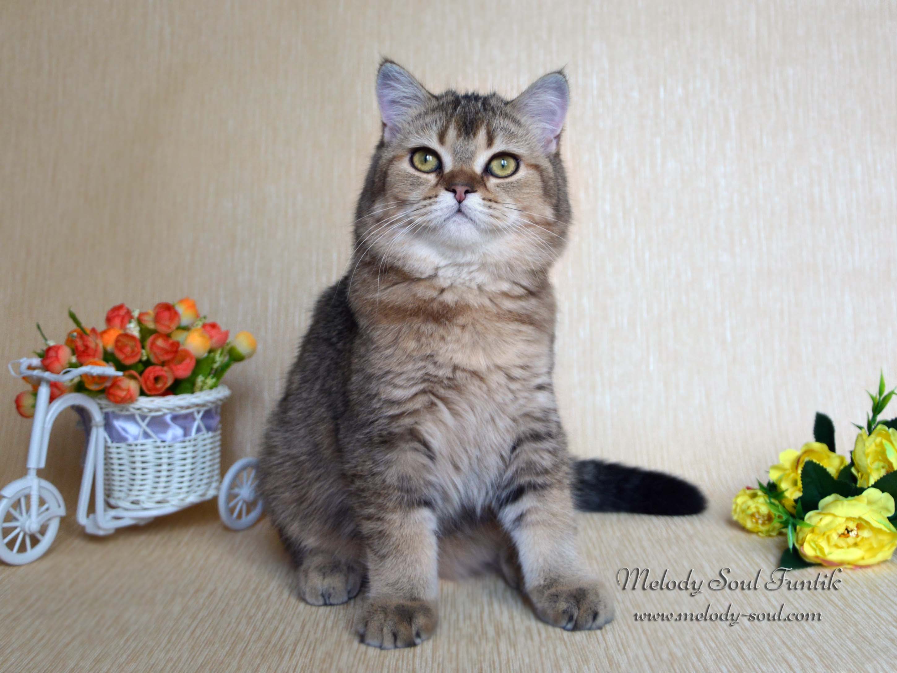 Шотландский котенок купить Казань