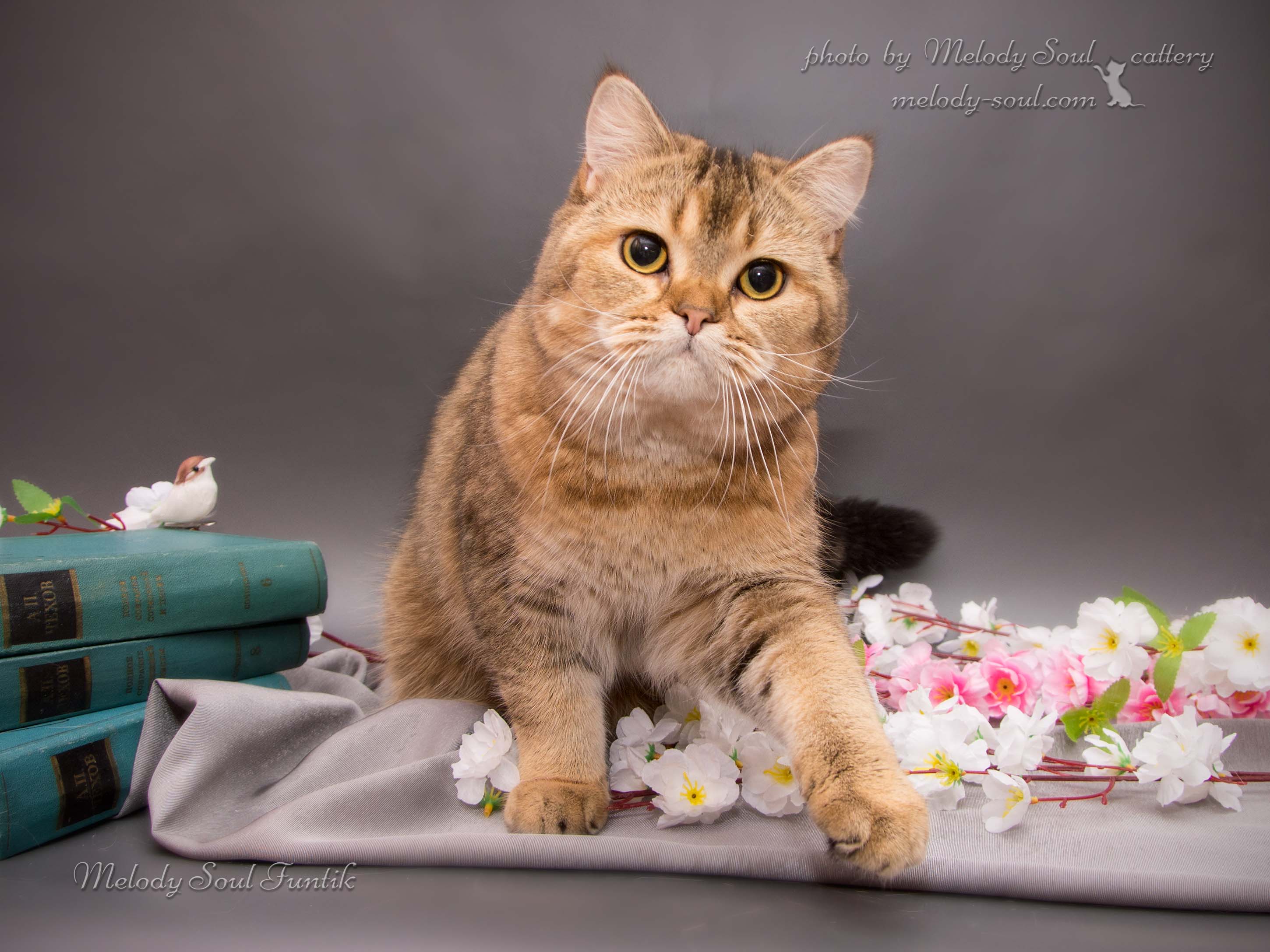 Скоттиш страйт купить