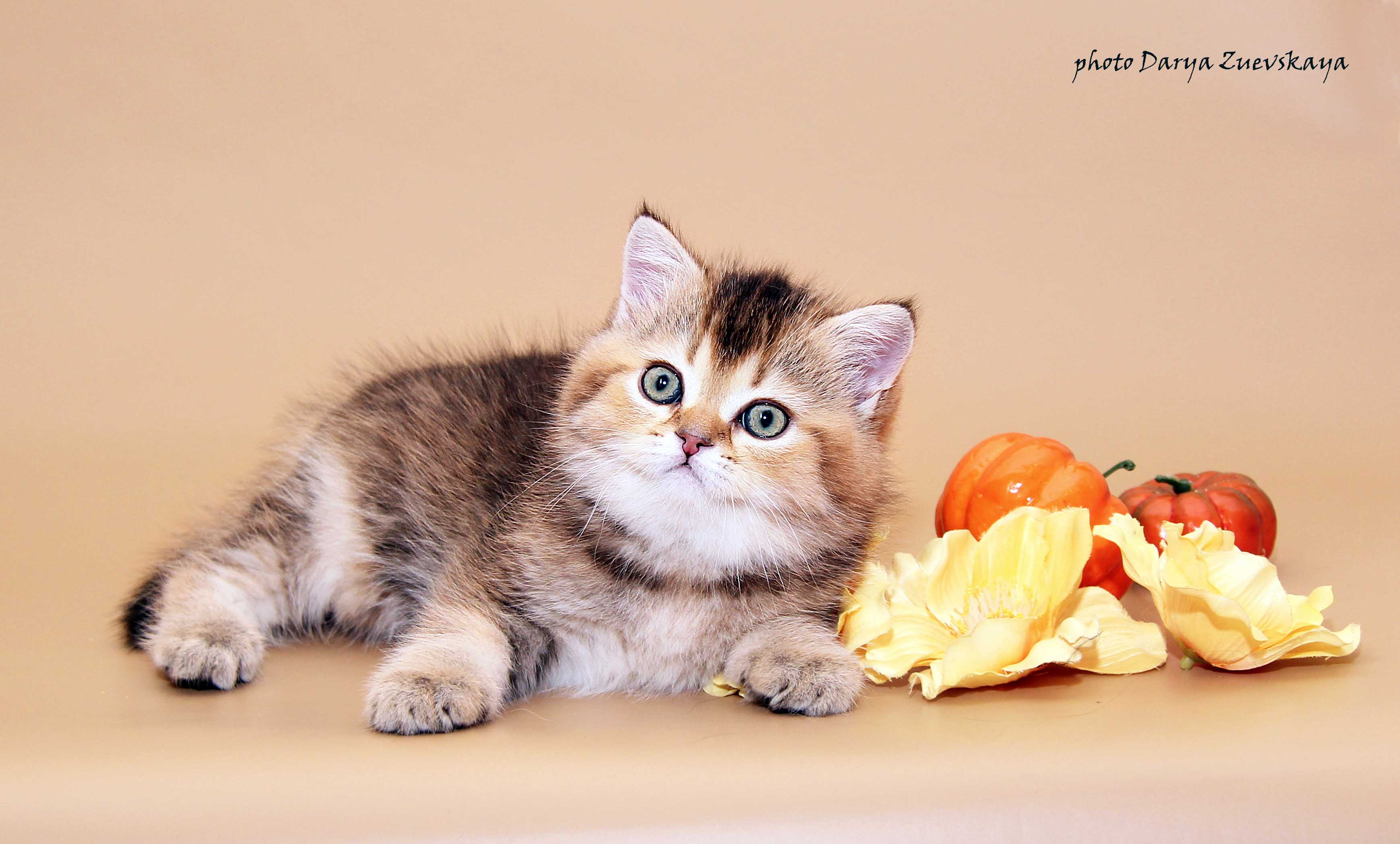 Шотландский котенок купить Казань