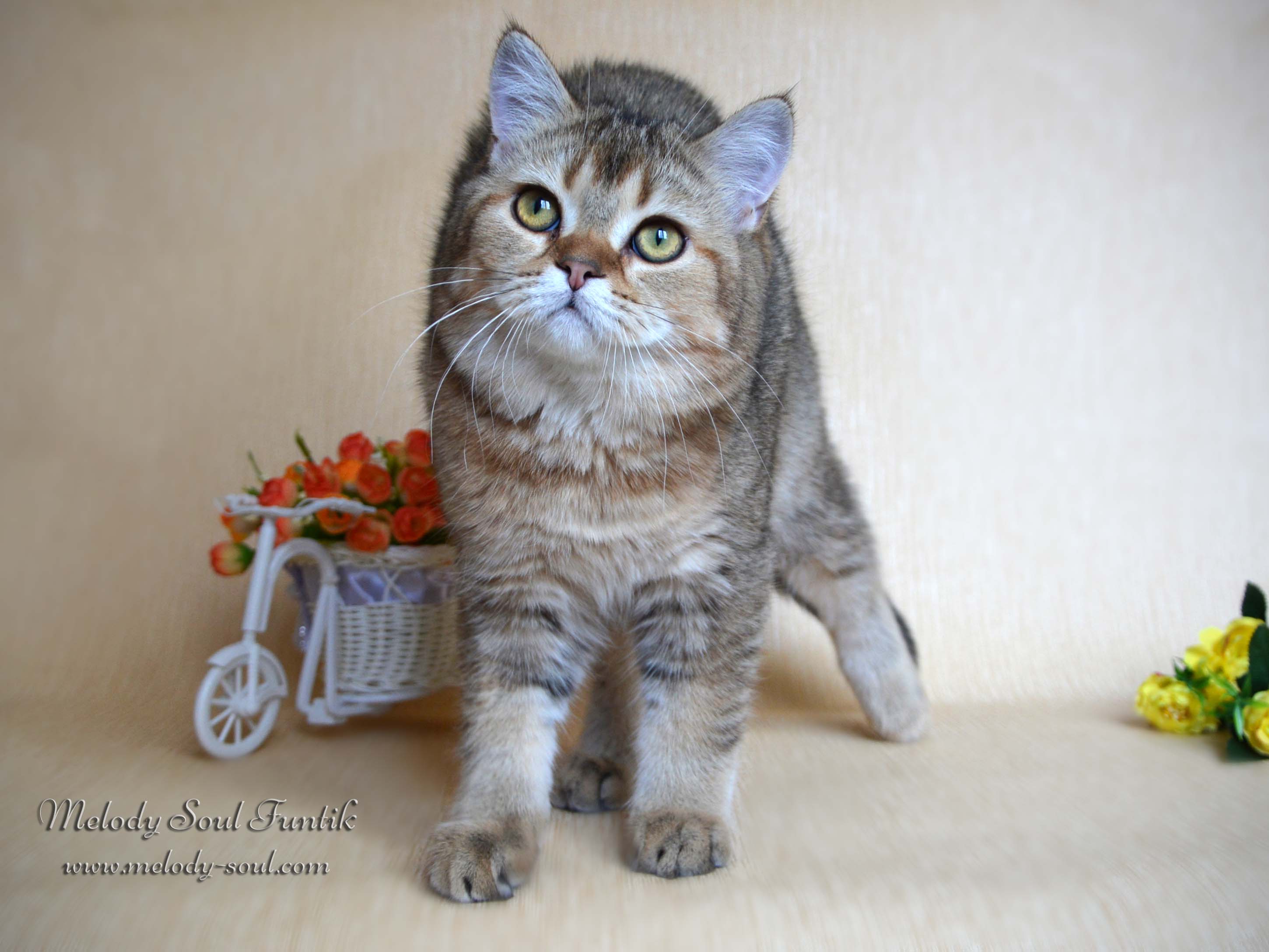 Шотландский котенок купить Казань