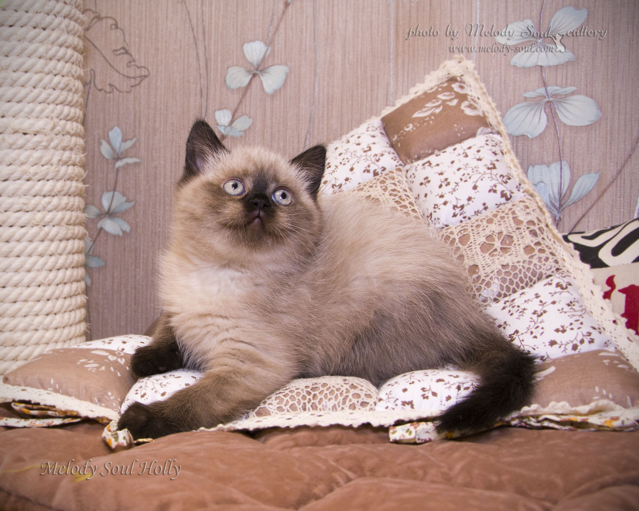 Шотландская прямоухая кошка