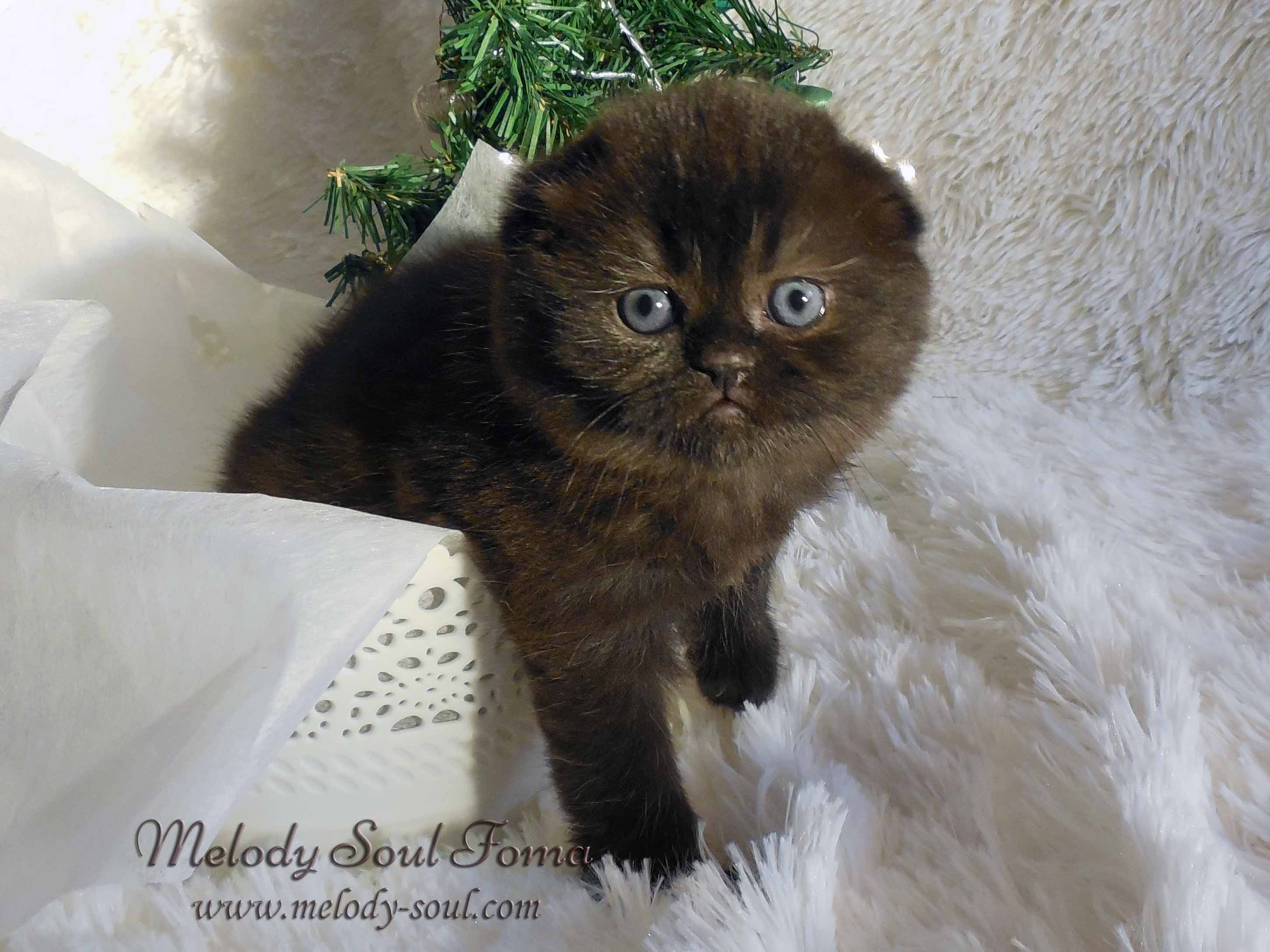 Шотландский вислоухий котенок купить