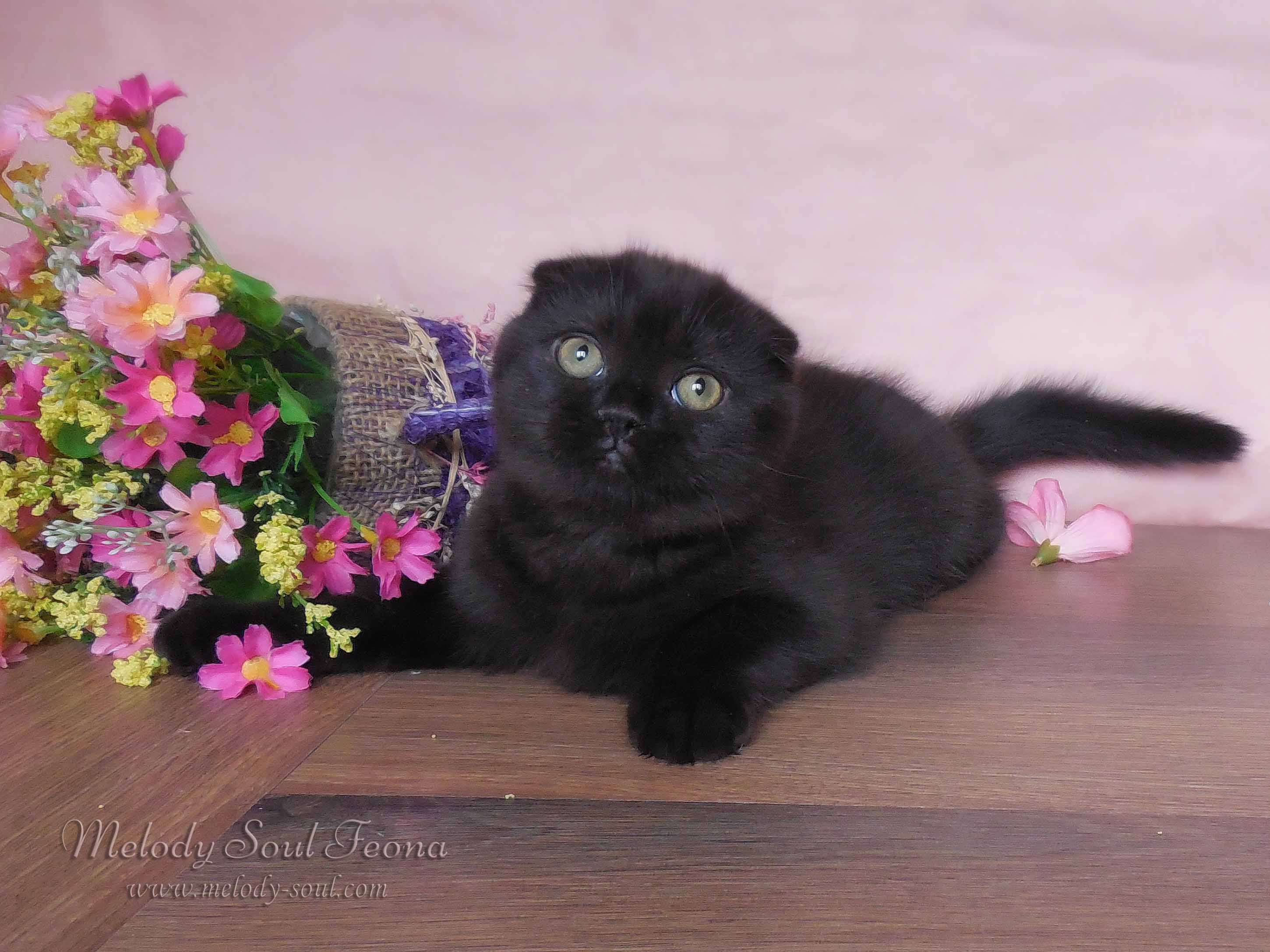Черный вислоухий котенок купить