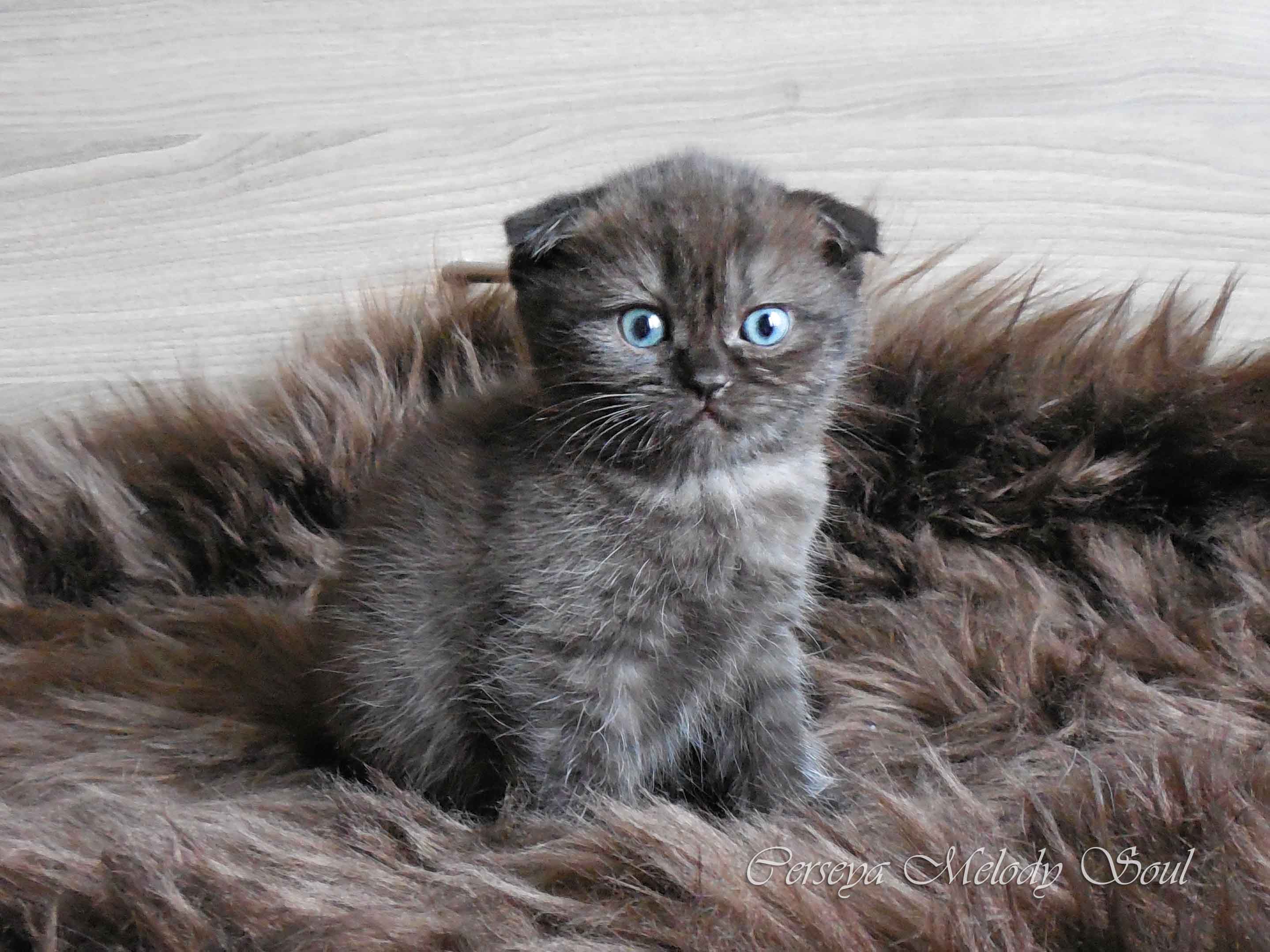 Шотландская вислоухая кошка