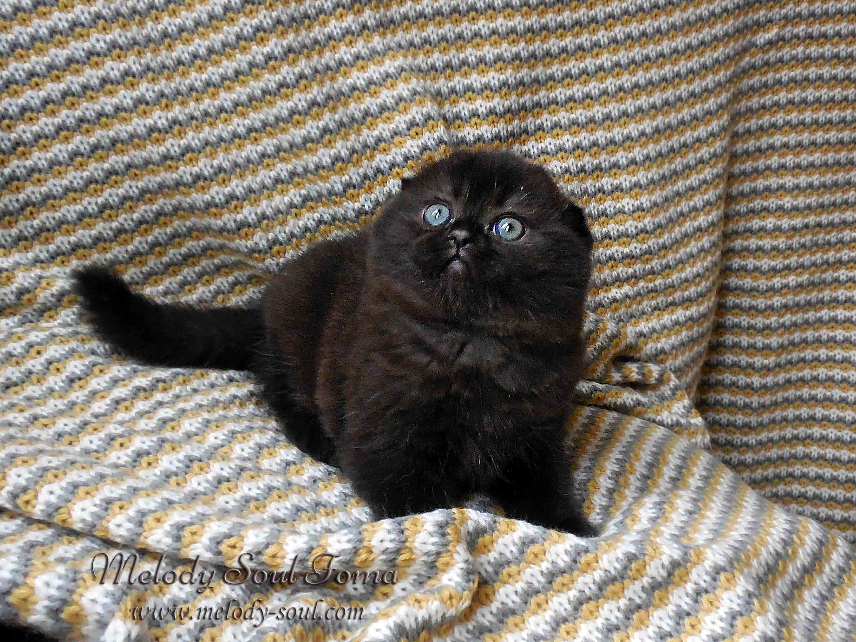 Шотландский вислоухий котенок купить