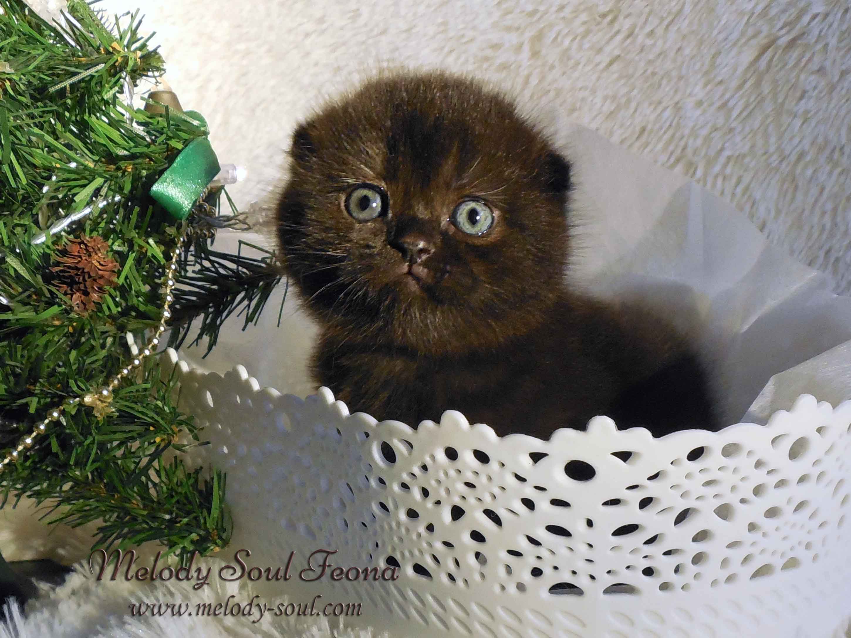 Шотландский вислоухий котенок купить