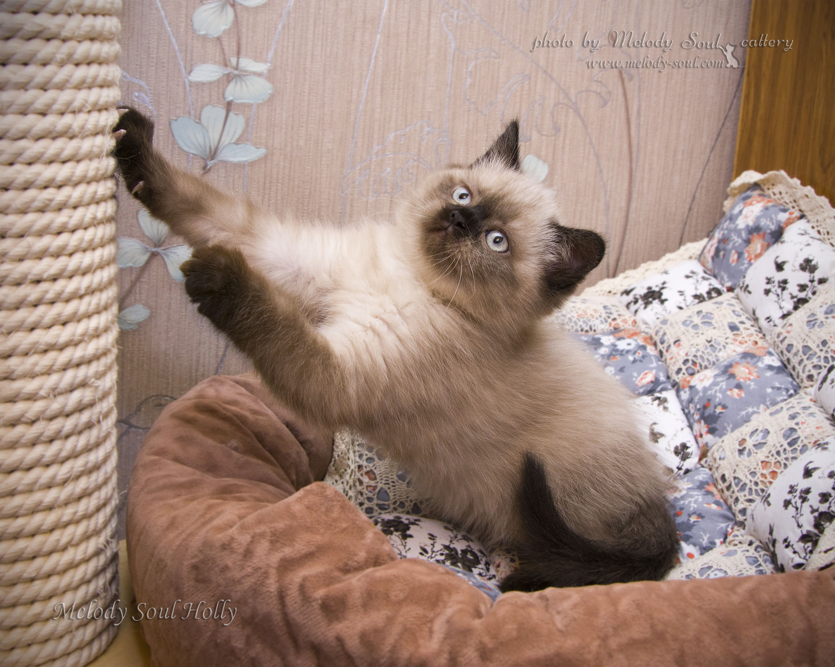 Шотландская прямоухая кошка