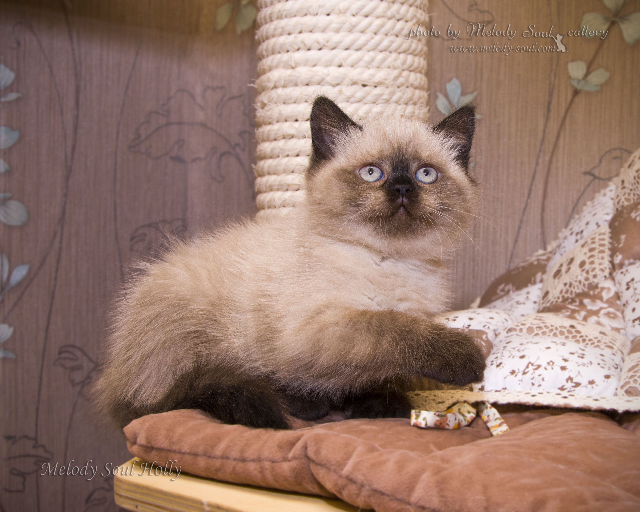 Шотландская прямоухая кошка