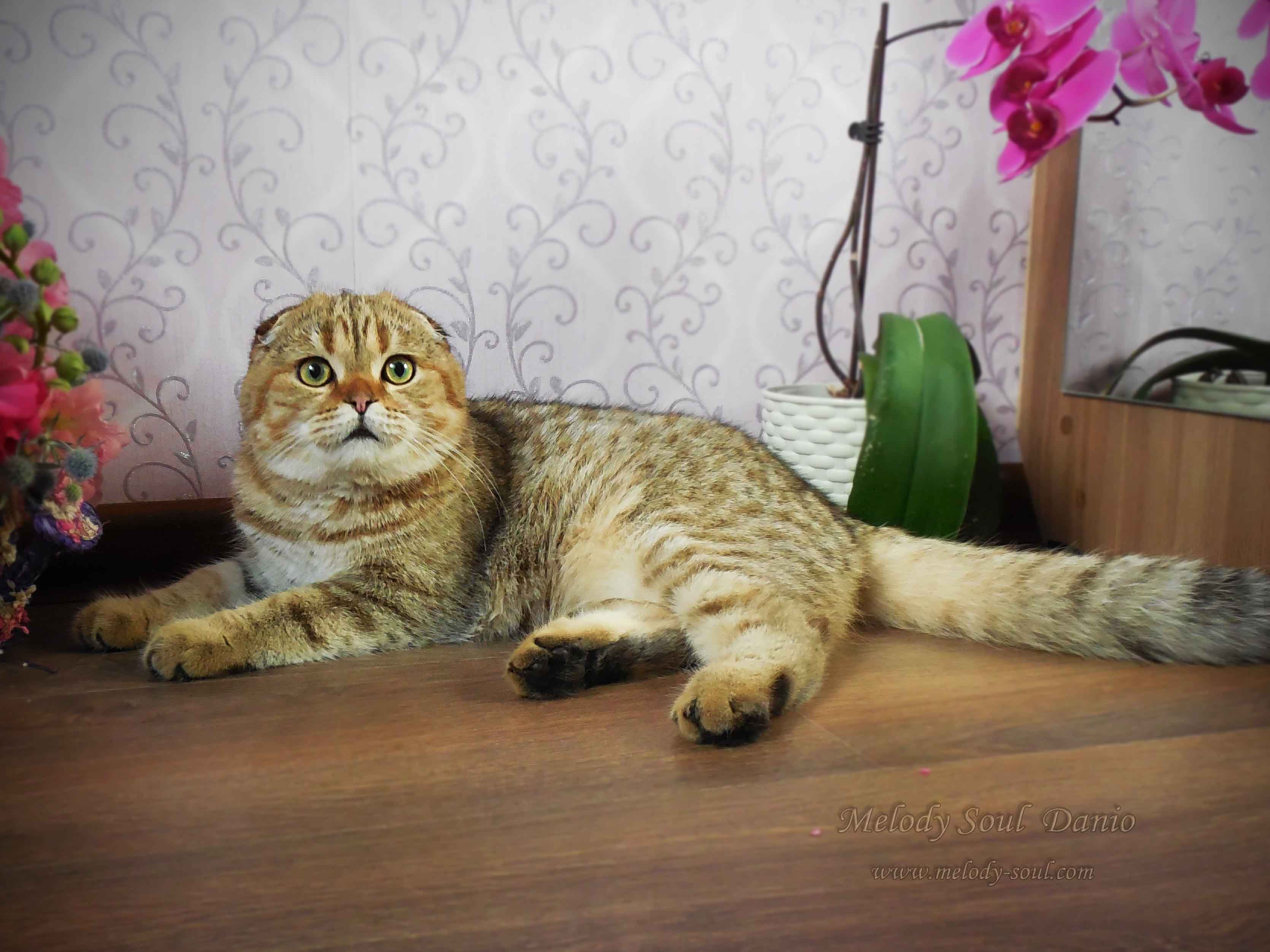 Шотландский вислоухий котик