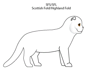 схема стандарт Scottish Straight, Scottish Fold