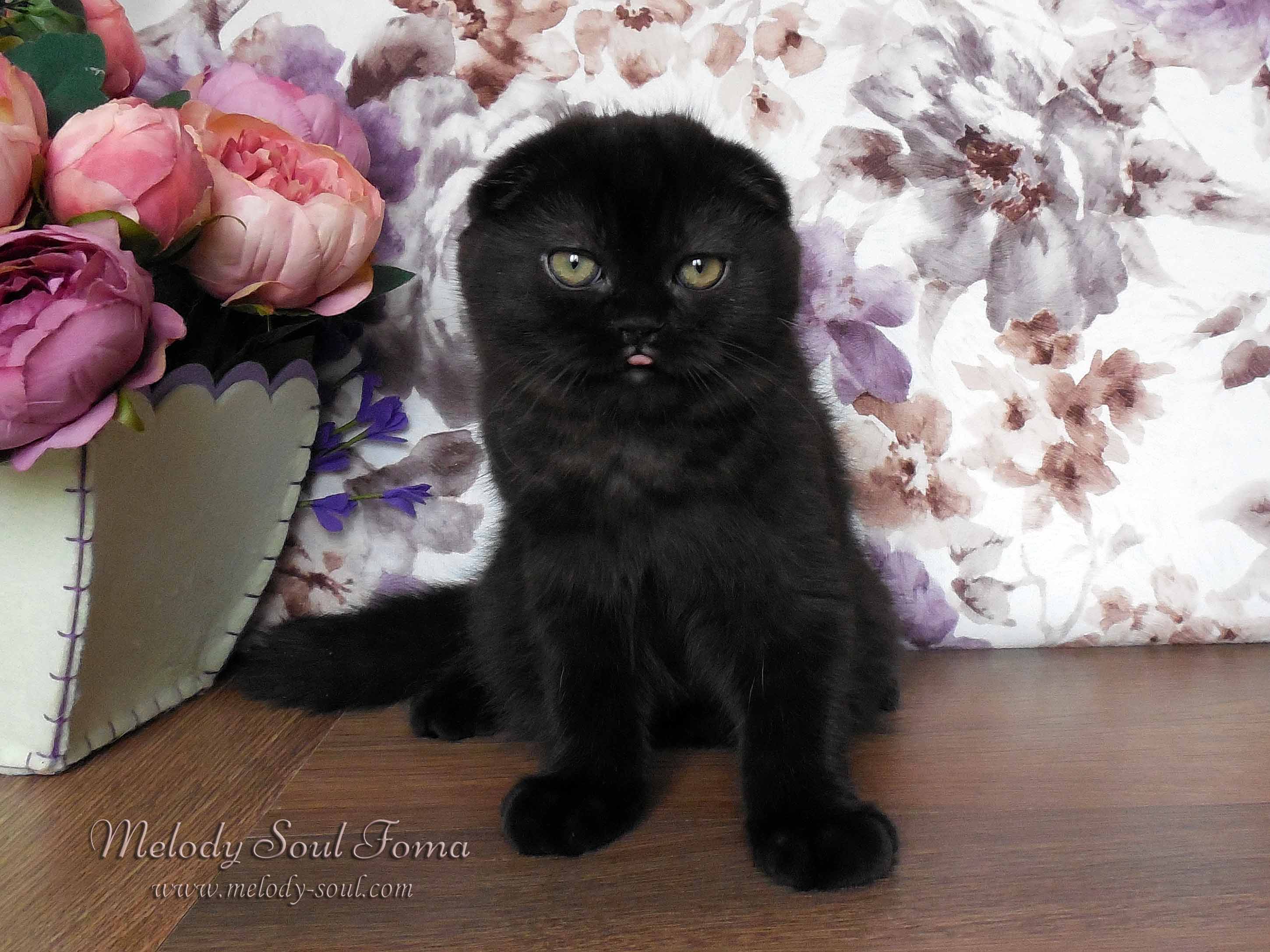 Черный вислоухий котенок купить