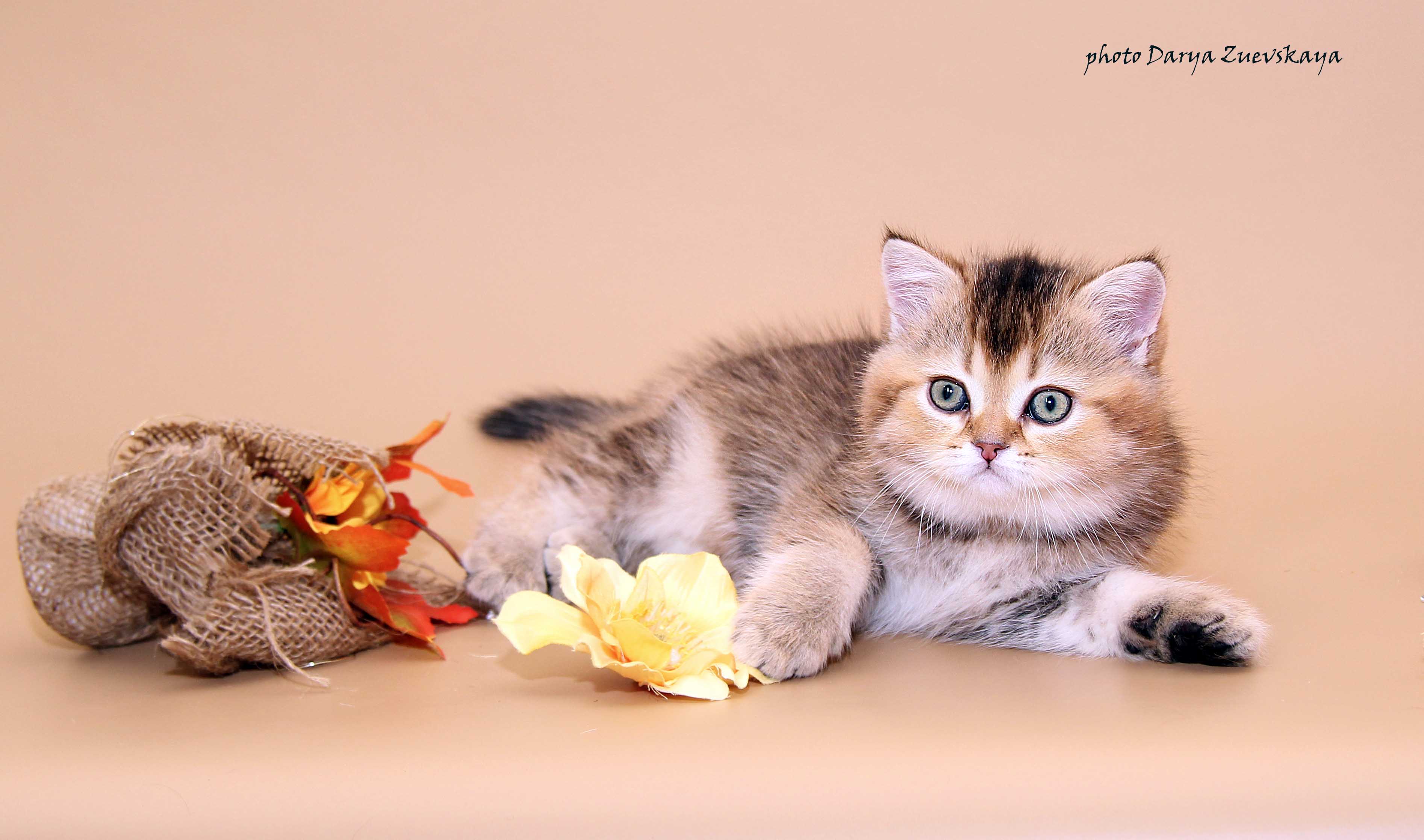 Шотландский котенок купить Казань