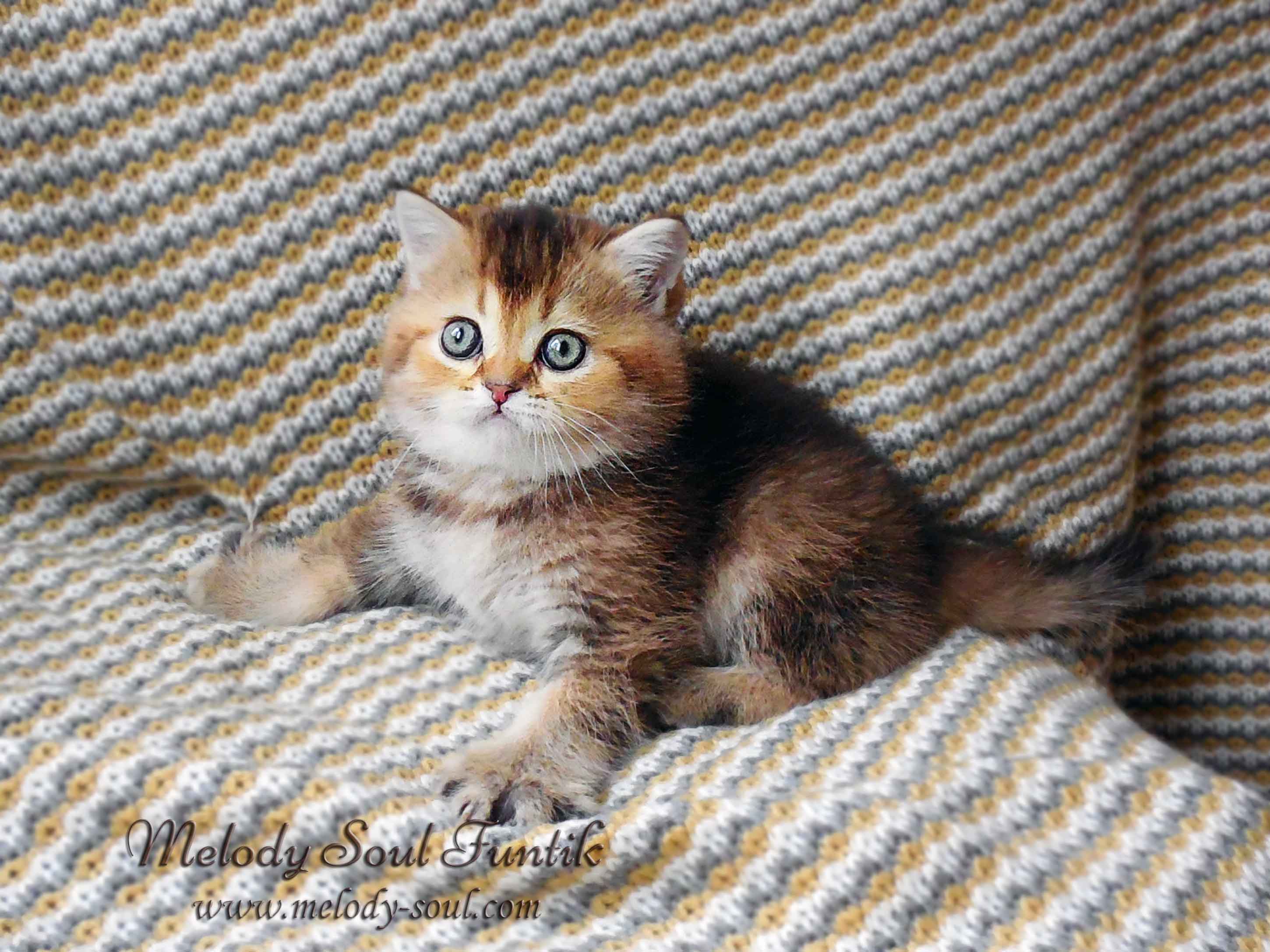 Шотландский короткошерстный котенок