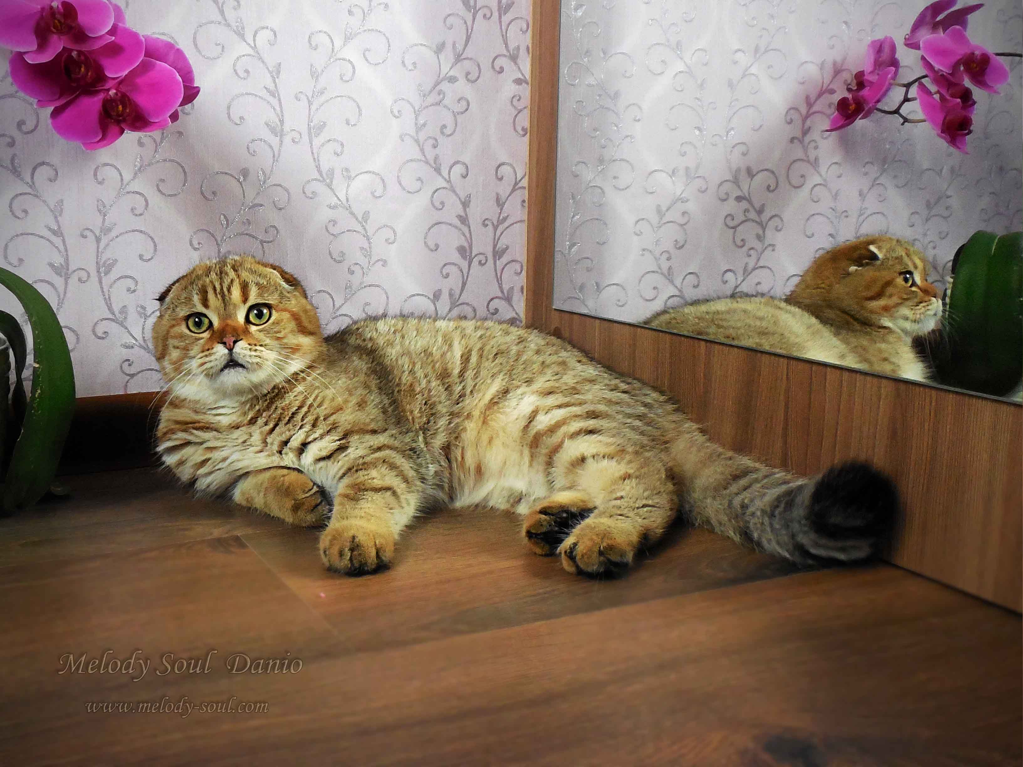 Шотландский вислоухий котик