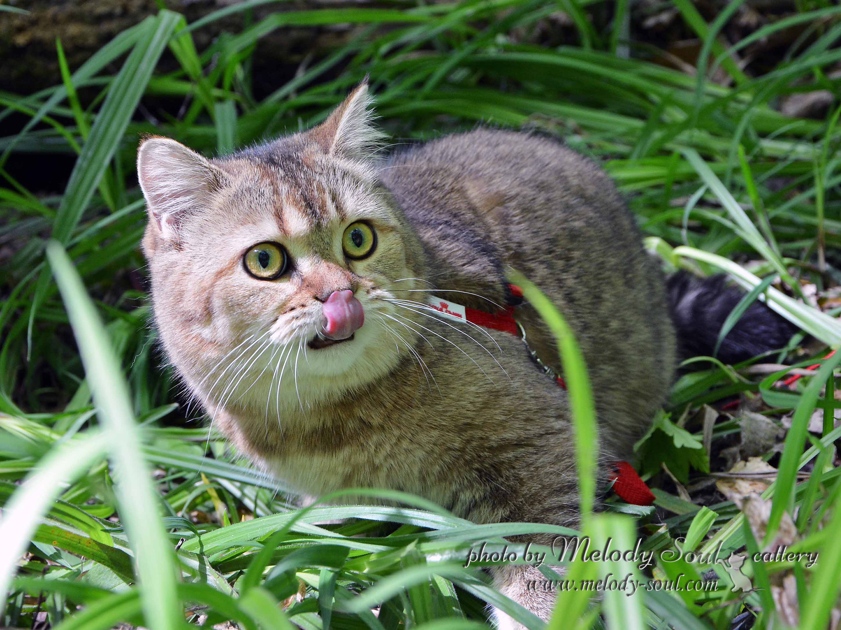Скоттиш страйт купить