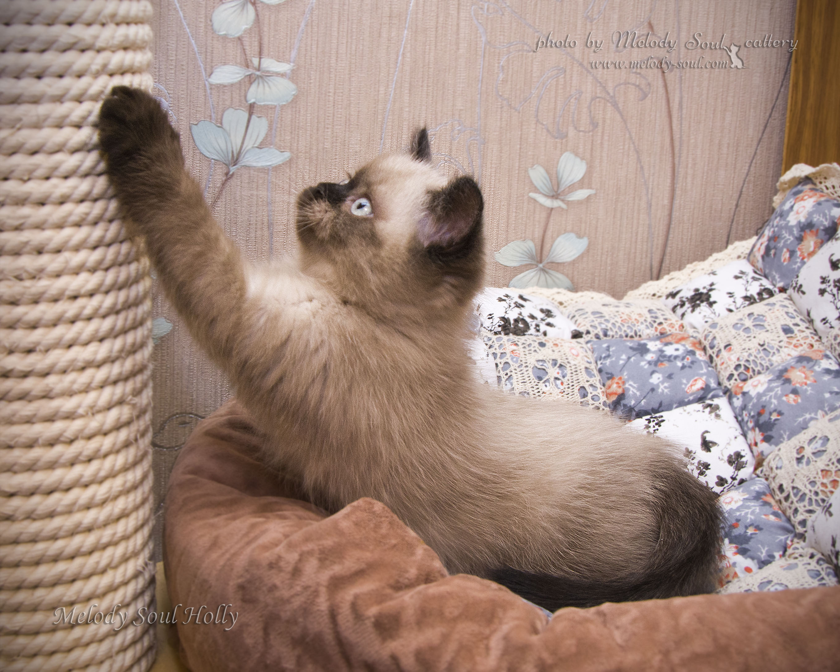 Шотландская прямоухая кошка