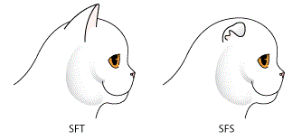 схема стандарт Scottish Straight, Scottish Fold