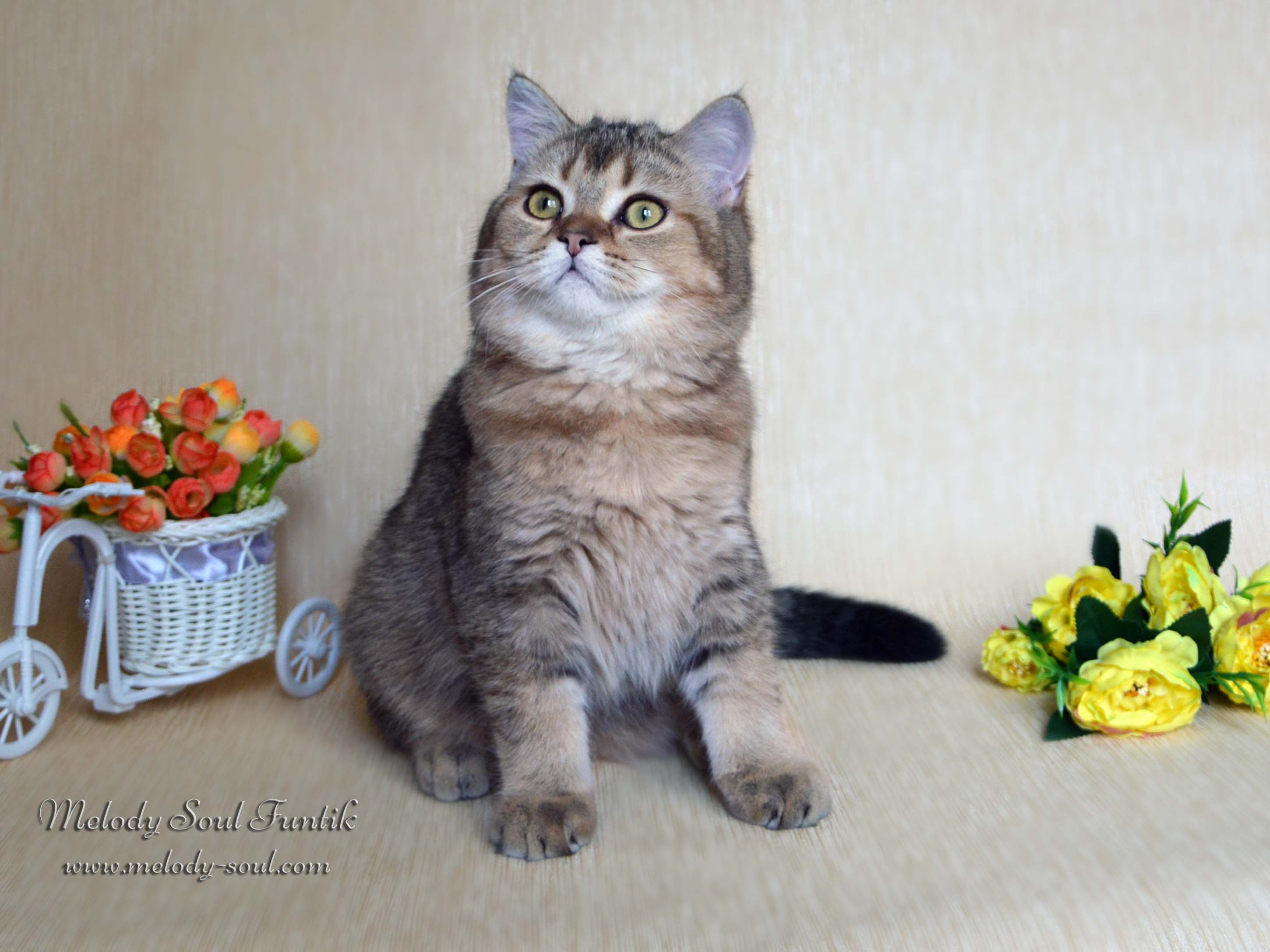 Шотландский котенок купить Казань