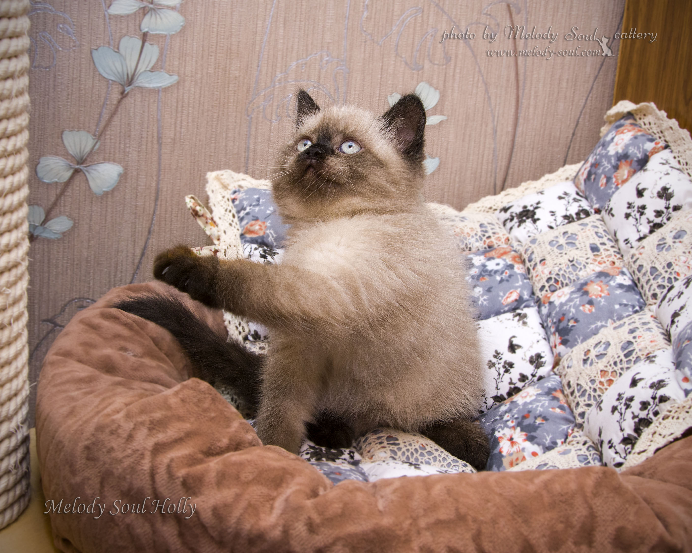 Шотландская прямоухая кошка